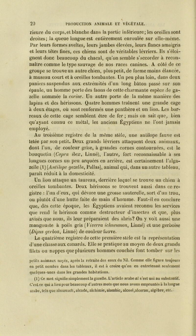 rieure du corps,et blanche dans la partie inférieure; les oreilles sont droites; la queue longue est entièrement enroulée sur elle-même. Par leurs formes sveltes, leurs jambes élevées, leurs flancs amaigris et leurs têtes fines, ces chiens sont de véritables lévriers. Ils s’éloi- gnent donc beaucoup du chacal, qu’on semble s’accorder à recon- naître comme le type sauvage de nos races canines. A côté de ce groupe se trouve un autre chien, plus petit, de forme moins élancée, à museau court et à oreilles tombantes. Un peu plus loin, dans deux paniers suspendus aux extrémités d’un long bâton passé sur son épaule, un homme porte des faons de cette charmante espèce de ga- zelle nommée la corine. Un autre porte de la même manière des lapins et des hérissons. Quatre hommes traînent une grande cage à deux étages, où sont renfermés une panthère et un lion. Les bar- reaux de cette cage semblent être de fer ; mais on sait que, bien qu’ayant connu ce métal, les anciens Égyptiens ne l’ont jamais employé. Au troisième registre de la même stèle, une antilope fauve est tetée par son petit. Deux grands lévriers attaquent deux animaux, dont l’un, de couleur grise, k grandes cornes contournées, est le bouquetin [Copra ihex, Linné), l’autre, fort reconnaissable à ses longues cornes un peu arquées en arrière, est certainement l’alga- zelle (1) [Antilope gazella^ Pallas), animal qui, dans un autre tableau, paraît réduit à la domesticité. Un lion attaque un taureau, derrière lequel se trouve un chien à oreilles tombantes. Deux hérissons se trouvent aussi dans ce re- gistre : l’un d’eux, qui dévore une grosse sauterelle, sort d’un trou, ou plutôt d’une hutte faite de main d’homme. Faut-il en conclure que, dès cette époque, les Égyptiens avaient reconnu les services que rend le hérisson comme destructeur d’insectes et que, plus avisés que nous, ils leur préparaient des abris? On y voit aussi une mangouste à poils gris ( Viverra ichneumon^ Linné) et une gerboise [Dipus gerboa^ Linné) de couleur fauve. Le quatrième registre de cetle première stèle est la représentation d’une chasse aux canards. Elle se pratique au moyen de deux grands filets ou nappes que plusieurs hommes couchés font tomber sur les pclits animaux noyés, après la retraite des eaux du Nil. Comme elle figure toujours en petit nombre dans les tableaux, il est à croire qu’on en entretenait seulement quelques-unes dans les grandes habitations. (1) Ce mot signifie simplement la gazelle. L’article arabe al s’est uni au substantif. C’est ce qui a lieu pour beaucoup d’autres mots que nous avons empruntés à la langue arabe, tels que almanach, alcade, alchimie, alambic, alcool,alcoran, algèbre, etc.