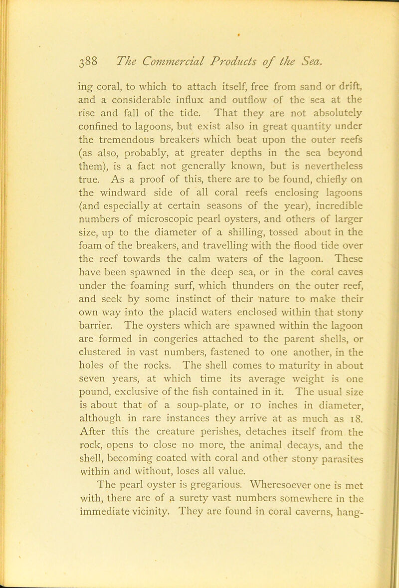 ing coral, to which to attach itself, free from sand or drift, and a considerable influx and outflow of the sea at the rise and fall of the tide. That they are not absolutely confined to lagoons, but exist also in great quantity under the tremendous breakers which beat upon the outer reefs (as also, probably, at greater depths in the sea beyond them), is a fact not generally known, but is nevertheless true. As a proof of this, there are to be found, chiefly on the windward side of all coral reefs enclosing lagoons (and especially at certain seasons of the year), incredible numbers of microscopic pearl oysters, and others of larger size, up to the diameter of a shilling, tossed about in the foam of the breakers, and travelling with the flood tide over the reef towards the calm waters of the lagoon. These have been spawned in the deep sea, or in the coral caves under the foaming surf, which thunders on the outer reef, and seek by some instinct of their nature to make their own way into the placid waters enclosed within that stony barrier. The oysters which are spawned within the lagoon are formed in congeries attached to the parent shells, or clustered in vast numbers, fastened to one another, in the holes of the rocks. The shell comes to maturity in about seven years, at which time its average weight is one pound, exclusive of the fish contained in it. The usual size is about that of a soup-plate, or 10 inches in diameter, although in rare instances they arrive at as much as 18. After this the creature perishes, detaches itself from the rock, opens to close no more, the animal decays, and the shell, becoming coated with coral and other stony parasites within and without, loses all value. The pearl oyster is gregarious. Wheresoever one is met with, there are of a surety vast numbers somewhere in the immediate vicinity. They are found in coral caverns, hang-