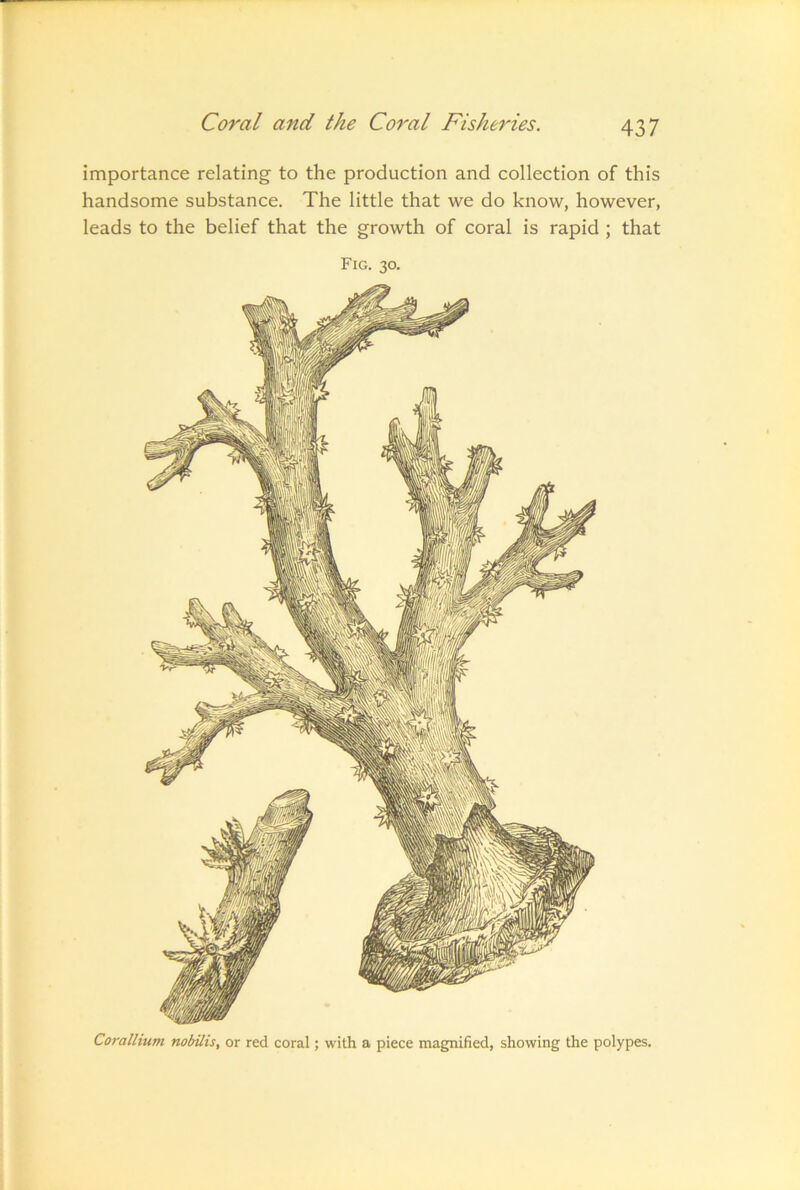 importance relating to the production and collection of this handsome substance. The little that we do know, however, leads to the belief that the growth of coral is rapid; that Fig. 30. Coralhum nobilis, or red coral; with a piece magnified, showing the polypes.