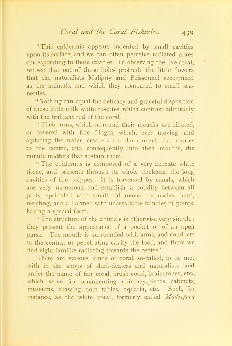 “ This epidermis appears indented by small cavities upon its surface, and we can often perceive radiated pores corresponding to these cavities. In observing the live coral, we see that out of these holes protrude the little flowers that the naturalists Maligny and Peissonnel recognized as the animals, and which they compared to small sea- nettles. “Nothing can equal the delicacy and graceful disposition of these little milk-white rosettes, which contrast admirably with the brilliant red of the coral. “ Their arms, which surround their mouths, are ciliated, or covered with fine fringes, which, ever moving and agitating the water, create a circular current that carries to the centre, and consequently into their mouths, the minute matters that sustain them. “ The epidermis is composed of a very delicate white tissue, and presents through its whole thickness the long cavities of the polypes. It is traversed by canals, which are very numerous, and establish a solidity between all parts, sprinkled with small calcareous corpuscles, hard, resisting, and all armed with unassailable bundles of points, having a special form. “ The structure of the animals is otherwise very simple ; they present the appearance of a pocket or of an open purse. The mouth is surrounded with arms, and conducts to the central or penetrating cavity the food, and there we find eight lamillae radiating towards the centre.” There are various kinds of coral, so-called, to be met with in the shops of shell-dealers and naturalists sold under the name of fan coral, brush coral, brainstones, etc., which serve for ornamenting chimney-pieces, cabinets, museums, drawing-room tables, aquaria, etc. Such, for instance, as the white coral, formerly called Madrepora