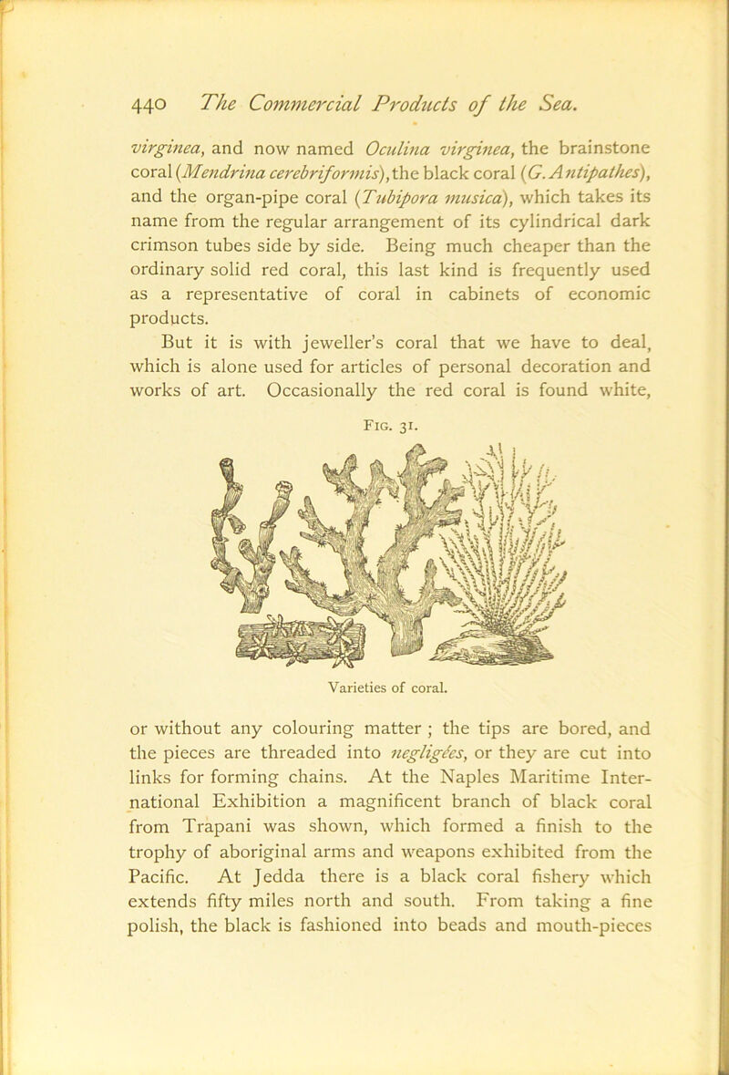 virginea, and now named Ociilina virginea, the brainstone covdX{Mendrina ce}'ebriformis),thQ black coral {G.Antipathes), and the organ-pipe coral {Tubipora musica), which takes its name from the regular arrangement of its cylindrical dark crimson tubes side by side. Being much cheaper than the ordinary solid red coral, this last kind is frequently used as a representative of coral in cabinets of economic products. But it is with jeweller’s coral that we have to deal, which is alone used for articles of personal decoration and works of art. Occasionally the red coral is found white, Fig. 31. Varieties of coral. or without any colouring matter ; the tips are bored, and the pieces are threaded into negligees, or they are cut into links for forming chains. At the Naples Maritime Inter- national Exhibition a magnificent branch of black coral from Trapani was shown, which formed a finish to the trophy of aboriginal arms and weapons exhibited from the Pacific. At Jedda there is a black coral fishery which extends fifty miles north and south. From taking a fine polish, the black is fashioned into beads and mouth-pieces