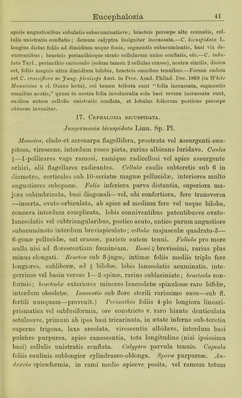 apicis angustioribus subulatis subacnminatisvG; bracteis persEepe alte coniiatis, cel- lulis imistratis coiiflatis; ciemum calj’ptra insiguiter iiicrassata.—C. bicuspidata L. lougius distat foliis ad dimidium usque fissis, segmeiitis subacumiuatis, basi vix de- curreutibus ; bracteis periautbioque strato cellularum unico coiiflatis, etc.—C. tnhu- lafa Tayl., periautbio carnosulo (solum tameu 2 cellulas crasso), nostrse similis, dioica est, foliis maguis ultra dimidium bilobis, bracteis oiimibus tenuibus.—Forsan eadem est C. crass'iflora ac yung. pleniceps Aust. in Proc. Acad. Pbilad. Dec. 1869 (in White Mountains a cl. Oakes lecta), cui tamen tributa sunt “folia incrassata, segmentis omnibus acutis,” quum in nostra folia involucralia sola basi revera incrassata sunt, caiilnia autem cellnlis unistratis conflata, et lobulus foliorum posticus persa^pe obtusus invenitur. 17. Cephalozia bicuspidata. Jim(jcrmania hieusjndata Linn. Sp. PI. Monoica, clado-et acrocarpa flagellifera, prostrata vel assurgenti-cees- pitosa, virescens, interdum roseo picta, rarins albicans liiridave. Caules 4—1-pollicares vage ramosi, ramiqiie radicellosi vel apice assiirgente arhizi, alii flagellares radicantes. Cellules caulis siibteretis sub 6 in diametro, corticales sub 10-seriata3 magnae pcllucidse, interiores multo angustiores subopacae. Folia inferiora j>arva distantia, superiora ma- jora subimbricata, basi diagonali—vel, ubi confertiora, fere transversa —inserta, ovato-orbiculata, ab apice ad medium fere vel usque biloba, concava interdum complicata, lobis conniventibus patentibusve ovato- lanceolatis vel subtriangularibus, postico acuto, antico parum angustiore subacuminato interdum breviapiculato; cellulce majusculae quadrato-5— G-gonte pellucidae, sat crassae, pariete autem tenui. Foliola pro more nulla nisi ad florescentiam foemineam. $ brevissimi, rarius plus minus elongati. Bractcie sub 3-jugo3, intimse foliis mediis triplo fere longiores, subliberae, ad ^ bilobae, lobis lanceolatis acuminatis, inte- gerriime vel basin versus 1—2-spiii8e, rarius sublaciniate; bracteola con- formis; hractcolce exteriores minores lanceolataa spinulosae raro bifidie, interdum obsoletae. Innovatio sub flore sterili rarissimo casu—sub fl. fertili nunquam—provenit.) Feriaiithia foliis 4-plo longiora lineari- prismatica vel subfusiformia, ore constricto v. raro liiante denticulata setulosave, primum ab ipsa basi tricarinata, in aetate inferne sub-teretia superne trigona, laxe areolata, virescentia albidave, interdum basi pulclire purpurea, apice canescentia, tota longitudine (nisi ipsissima basi) cellulis unistratis conflata. Calyptra parvula tenuis. Capsnla foliis caulinis sublongior cylindraceo-oblonga. Spjora purpureae. An- drercia spicaeformia, in rami medio apiceve posita, vel ramuin totum