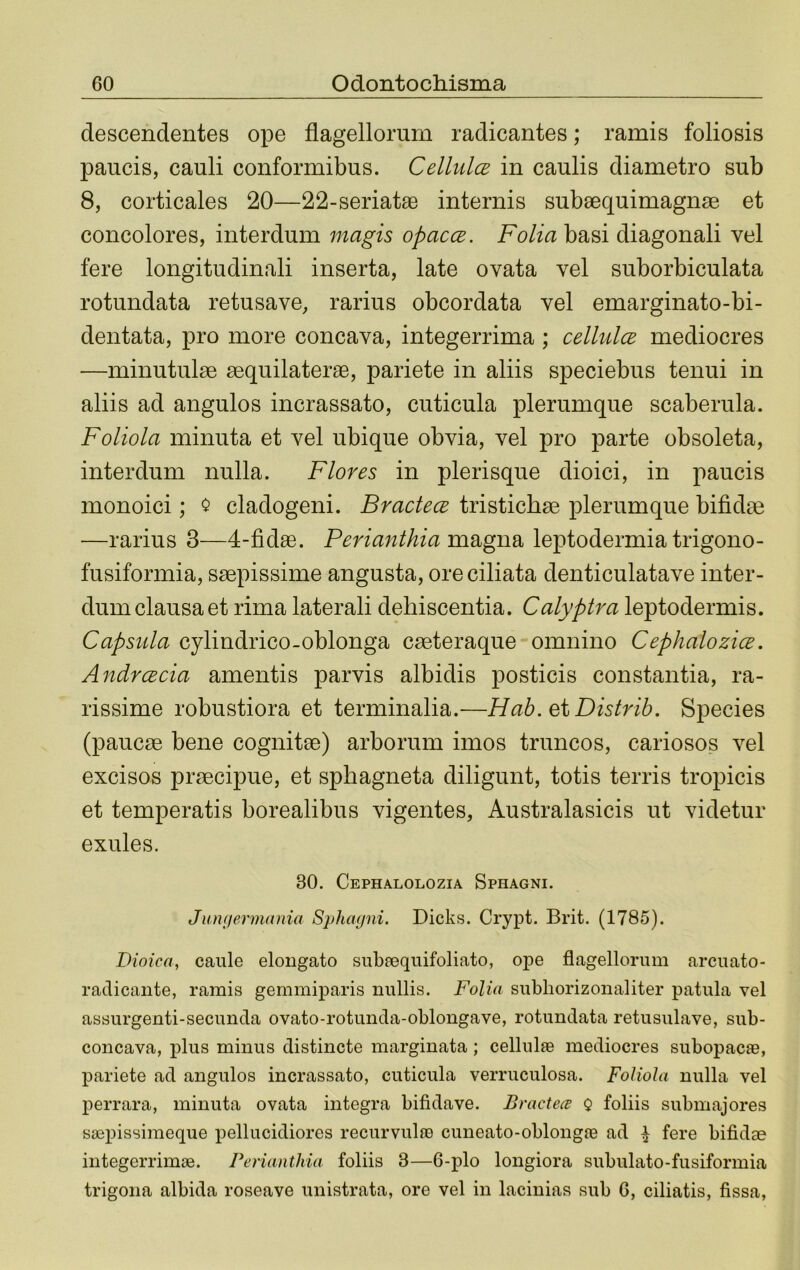 descendentes ope flagellorurn radicantes; ramis foliosis paucis, cauli conformibus. Cellulce in caulis diametro sub 8, corticales 20—22-seriatae internis subsequimagnse et concolores, interdum magis opacce. Folia basi diagonal! vel fere longitudinal! inserta, late ovata vel suborbiculata rotundata retusave, rarius obcordata vel emarginato-bi- dentata, pro more concava, integerrima ; celhdce mediocres —minutulse sequilaterse, pariete in aliis speciebus tenui in aliis ad angulos incrassato, cuticula plerumque scaberula. Foliola ininuta et vel ubique obvia, vel pro parte obsoleta, interdum nulla. Flores in plerisque dioici, in paucis monoici; $ cladogeni. Bractece tristichae plerumque bifidae —rarius 3—4-fidae. Perianthia leptodermia trigono- fusiformia, saepissime angusta, oreciliata denticulatave inter- dum clausa et rima lateral! dehiscentia. Calyptra leptodermis. Capsiila cylindrico-oblonga caeteraque omnino Cephalozice. AndrcBcia amentis parvis albidis posticis constantia, ra- rissime robustiora et terminalia.—Hab. ei Distrib. Species (paucae bene cognitae) arborum imos truncos, cariosos vel excises praecipue, et sphagneta diligunt, totis tends tropicis et temperatis borealibus vigentes, Australasicis ut videtur exules. 30. Cephalolozia Sphagni. Junifermania Spha(jni. Dicks. Crypt. Brit. (1785). Dioica, caule eloiigato subaequifoliato, ope flagellorurn arcuato- radicante, ramis gemmiparis nullis. Folia subliorizonaliter patula vel assurgenti-secunda ovato-rotiinda-oblongave, rotundata retusulave, sub- concava, j)lus minus distincte marginata; cellulae mediocres subopacse, pariete ad angulos incrassato, cuticula verruculosa. Foliola nulla vel perrara, ininuta ovata integra bifidave. Bractece Q foliis submajores saepissimeque pellucidiores recurvulie cuneato-oblongie ad ^ fere bifidae integerrimae. Perianthia foliis 3—6-plo longiora subulato-fusiformia trigona albida roseave unistrata, ore vel in lacinias sub 6, ciliatis, fissa,