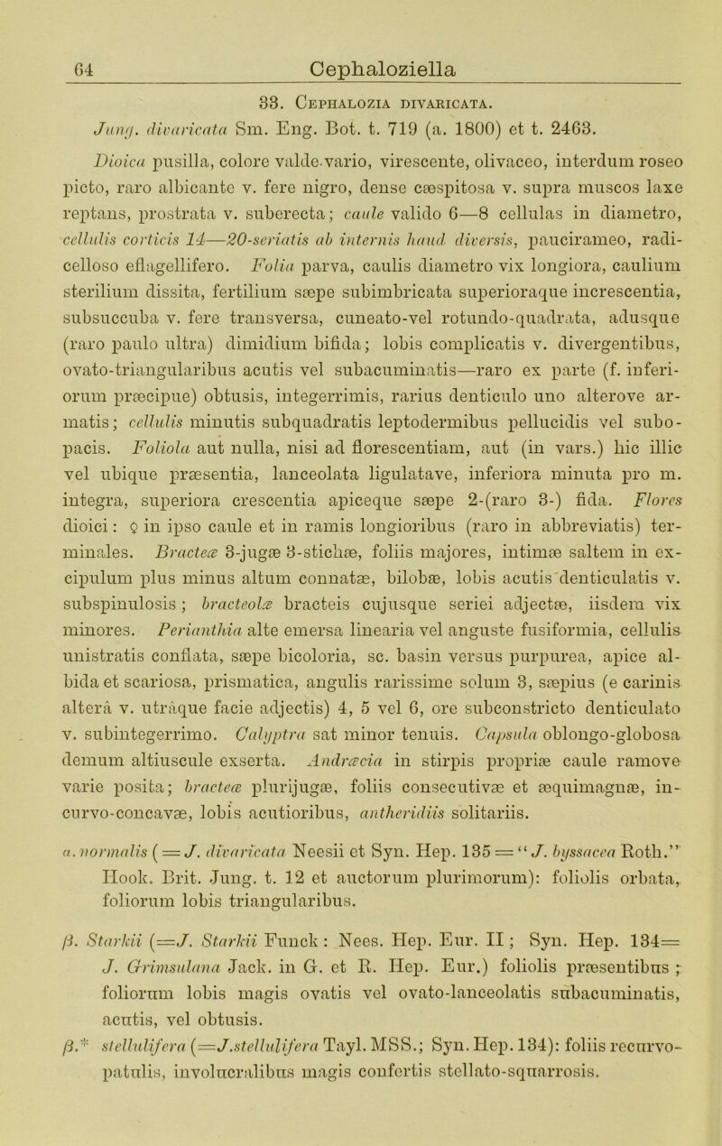 G4 Cephaloziella 33. Cephalozia divaricata. Juwj. divaricata Sm. Eng. Bot. t. 719 (a. 1800) et t. 2463. Dioica pusilla, colore valde vario, virescente, olivaceo, iuterdum roseo picto, raro albicantc v. fere nigro, dense csespitosa v. supra miiscos laxe reptans, prostrata v. subcrecta; caale valido 6—8 cellulas in diametro, cellulis corticis Id—20-seriatis ab i)iteniis hand diversis, paucirameo, radi- celloso eflagellifero. Fulia parva, caiilis diametro vix longiora, caulium sterilium dissita, fertilium smpe subimbricata superioraque increscentia, subsuccuba v. fere transversa, cimeato-vel rotundo-quadrata, adusque (raro paulo ultra) dimidium bifida; lobis complicatis v. divergentibus, ovato-triangularibus acutis vel subacuminatis—raro ex parte (f. inferi- oruin preecipue) obtusis, integerrimis, rarius denticulo uno alterove ar- inatis; cellulis minutis subquadratis leptodermibus pellucidis vel subo- pacis. Foliola aut nulla, nisi ad florescentiam, aut (in vars.) hie illic vel ubique prsesentia, lanceolata ligulatave, inferiora minuta i3ro m. Integra, superiora crescentia apieeque ssepe 2-(raro 3-) fida. Flores dioici: $ in ipso caule et in rainis longioribus (raro in abbreviatis) ter- minales. Bractees 3-jug8B 3-sticli8e, foliis majores, intimee saltern in ex- cipulum plus minus altum eonnatae, bilobae, lobis acutis'denticulatis v. subspinulosis ; hracteol^ bracteis cujusque seriei adjectae, iisdera vix minores. Periantlda alte emersa linearia vel anguste fusiformia, cellulis unistratis conflata, saepe bicoloria, sc. basin versus purpurea, apice al- bidaet scariosa, prismatica, angulis rarissime solum 3, saepius (e carinis altera v. utraque facie adjectis) 4, 5 vel 6, ore subconstricto denticulato V. subintegerrimo. Cahjptra sat minor tenuis. Capsula oblongo-globosa demum altiuscule exserta. Andrcecia in stirpis propriae caule rainovo varie posita; hracteoi plurijugse, foliis consecutivae et aequimagnae, iu- cnrvo-concavae, lobis acutioribus, antheridiis solitariis. a. uormalis (^ = J. divaricata Neesii et Syn. Hep. 135 = “ J. hijssacea Roth.” Hook. Brit. Jung. t. 12 et auctorum plurimorum): foliolis orbata, foliorum lobis triangularibus. /•i. Starkii (=J. Starkii Funck : Nees. Hep. Eur. II; Syn. Hep. 134= </. Grimsidaua Jack, in G. et R. Hep. Eur.) foliolis praesentibns ; foliorum lobis magis ovatis vel ovato-lanceolatis subacuminatis, acutis, vel obtusis. ftF stellnlifera {—J.stellulifcra Tayl. MSS.; Syn. Hep. 134); foliis recurvo- patulis, involucralibus magis confertis stellato-squarrosis.