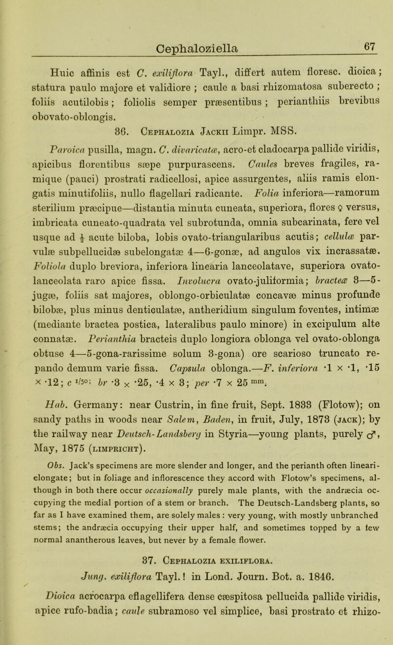 Huic aflfinis est C. exiliflora TayL, differt autem floresc. dioica; statura paiilo majore et validiore ; caule a basi rliizomatosa suberecto ; foliis aciitilobis; foliolis semper priesentibiis ; periantliiis brevibus obovato-oblongis. 36. Cephalozia Jackii Limpr. MSS. Taroica pusilla, magu. C. divaricatcB, acro-et cladocarpa pallide viridis, apicibus floreutibus smpe purpurascens. Caules breves fragiles, ra- mique (pauci) prostrati radicellosi, apice assurgentes, aliis ramis elon- gatis miimtifoliis, nullo flagellari radicante. Folia inferiora—ramorum sterilium preecipue—distantia minuta ciineata, superiora, flores Q versus, imbricata cuneato-quadrata vel subrotimda, omnia subcarinata, fere vel usque ad ^ acute biloba, lobis ovato-triangularibus acutis; celliilcB par- vulie subpellucidae subelongatae 4—6-gonae, ad angulos vix incrassatffi. Foliola duplo breviora, inferiora linearia lanceolatave, superiora ovato- lanceolata raro apice fissa. Involucra ovato-julitormia; hractecB 3—5- jug£e, foliis sat majores, oblongo-orbiculatse concavse minus profunde bilobae, plus minus denticulatae, antlieridium singulum foventes, intimae (mediante bractea postica, lateralibus paulo minore) in excipulum alte connatae. Perianthia bracteis dujDlo longiora oblonga vel ovato-oblonga obtuse 4—5-gona-rarissime solum 3-gona) ore scarioso truncate re- pando demum varie fissa. Capsula oblonga.—F. inferiora *1 x *1, ’15 X -12; c hr ’3 x ’25, *4x3; }jer *7 x 25 Hah. Germany: near Custrin, in fine fruit. Sept. 1833 (Flotow); on sandy paths in woods near Salem, Baden, in fruit, July, 1873 (jack); by the railway near Deutsch- Landsherg in Styria—young plants, purely May, 1875 (limpricht). 0^5. Jack’s specimens are more slender and longer, and the perianth often lineari- elongate; but in foliage and inflorescence they accord with Flotow’s specimens, al- though in both there occur occasionally purely male plants, with the andraecia oc- cupying the medial portion of a stem or branch. The Deutsch-Landsberg plants, so far as I have examined them, are solely males: very young, with mostly unbranched stems; the andraecia occupying their upper half, and sometimes topped by a lew normal anantherous leaves, but never by a female flower. 37. Cephalozia exiliflora. Junrj. exiliflora Tayl.! in Lond. Journ. Bot. a. 1846. Dioica acfocarpa eflagellifera dense ceespitosa pellucida pallide viridis, apice rufo-badia; caule subramoso vel simplice, basi prostrate et rhizo-
