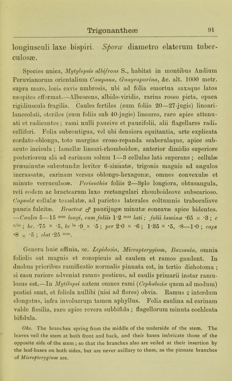 loiigiusculi laxe bispiri. Sporce cliametro elaterum tnber- culosae. Species uuica, MijUjlopsis albi/rons S., habitat in montibus Andiimi Peruviauoriiin orientaliimi Cainpana, Guayrapurina, &c. alt, 1000 metr. supra mare, loci& cavis umbrosis, ubi ad folia emortua saxaque latos Cicspites efformat.—Albescens, albido-viridis, rarius roseo picta, opaca rigidiuscula fragilis. Caules fertiles (cum foliis 20—27-jugis) lineari- lanceolati, steriles (cum foliis sub 40-jugis) lineares, raro apice attenu- ati et radicantes ; rami nulli paucive et paucifolii, alii flagellares radi- celliferi. Folia subcontigua, vel ubi densiora equitantia, arte explicata cordato-oblonga, toto margine eroso-repanda scaberulaque, apice sub- acuto incisula ; lamellae lineari-rbomboideae, anterior dimidio superiore posteriorem ala ad carinam solum 1—3 cellulas lata superans ; cellulse praeminutee subrotundse leviter G-sinuatae, trigonis magnis ad angulos incrassatae, carinam versus oblongo-bexagonae, omnes convexulae et minute verruculsofe. Perianthia foliis 2—3plo longiora, obtusangula, reti eodem ac bractearum laxo rectangulari rbomboideove subscarioso. Capsid:^ cellulae tesselatae, ad parietes laterales coltumnis trabeculisve paucis fulcitae. Bructece paucijugae minutae concavae apice bideutes. —Caules 5—15 loui/i, cum foliis 1*2 lati; folii lamincB *65 x *3 ; c i/8o ; .75 X -5, la .9 X -5; 2'0 X *6; 1-35 x *5, *8—1-0; caps '8 X '5 ; el at -25 Genera buic affinia, sc. Lepidozia, Micro pterygium, Bazzania, omnia foliolis sat magnis et conspicuis ad caulem et ramos gaudent. In duobus prioribus ramificatio normalis pinnata est, in tertio dicbotoma ; si casu rariore adveniat ramus posticus, ad caulis primarii instar ramu- losus est.—In Mytilopsi autem omnes rami [CephalozicB quern ad modum) postici sunt, et foliola nullibi (nisi ad flores) obvia. Ramus Q interdum elongatus, infra involucruin tamen apbyllus. Folia caulina ad carinam valde fissilia, raro aj)ice revera subbifida ; flagellorum minuta cocbleata bifidula. Obs. The branches spring from the middle of the underside of the stem. The leaves veil the stem at both front and back, and their bases imbricate those of the opposite side of the stem ; so that the branches also are veiled at their insertion by the leaf-bases on both sides, but are never axillary to them, as the pinnate branches of Micropteryghim are.