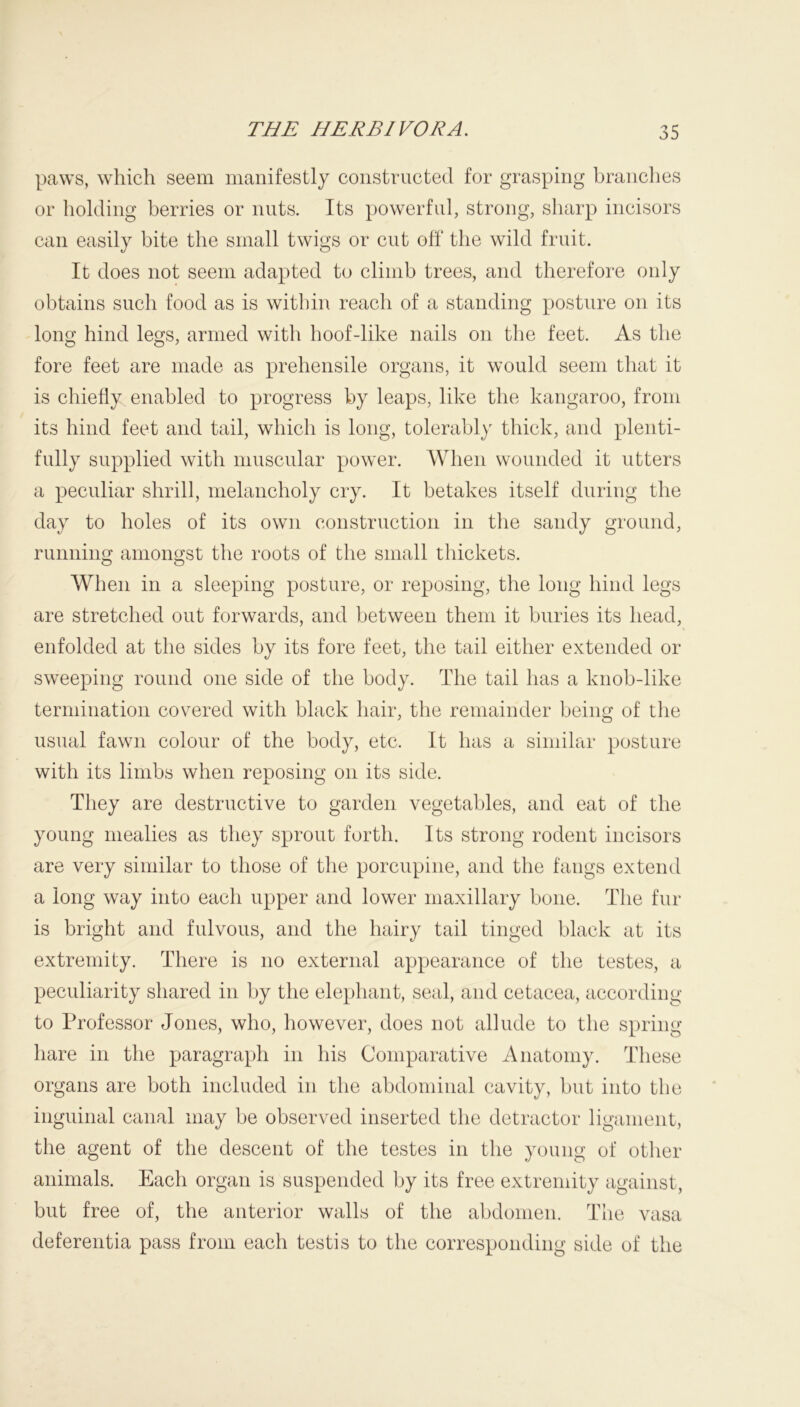 paws, which seem manifestly constructed for grasping branches or holding berries or nuts. Its powerful, strong, sharp incisors can easily bite the small twigs or cut off the wild fruit. It does not seem adapted to climb trees, and therefore only obtains such food as is within reach of a standing posture on its long hind legs, armed with hoof-like nails on the feet. As the fore feet are made as prehensile organs, it would seem that it is chiefly enabled to progress by leaps, like the kangaroo, from its hind feet and tail, which is long, tolerably thick, and plenti- fully supplied with muscular power. When wounded it utters a peculiar shrill, melancholy cry. It betakes itself during the day to holes of its own construction in the sandy ground, running amongst the roots of the small thickets. O o When in a sleeping posture, or reposing, the long hind legs are stretched out forwards, and between them it buries its head, enfolded at the sides by its fore feet, the tail either extended or sweeping round one side of the body. The tail has a knob-like termination covered with black hair, the remainder being of the usual fawn colour of the body, etc. It has a similar posture with its limbs when reposing on its side. They are destructive to garden vegetables, and eat of the young mealies as they sprout forth. Its strong rodent incisors are very similar to those of the porcupine, and the fangs extend a long way into each upper and lower maxillary bone. The fin- is bright and fulvous, and the hairy tail tinged black at its extremity. There is no external appearance of the testes, a peculiarity shared in by the elephant, seal, and cetacea, according to Professor Jones, who, however, does not allude to the spring hare in the paragraph in his Comparative Anatomy. These organs are both included in the abdominal cavity, but into the inguinal canal may be observed inserted the detractor ligament, the agent of the descent of the testes in the young of otlier animals. Each organ is suspended by its free extremity against, but free of, the anterior walls of the abdomen. The vasa deferentia pass from each testis to the corresponding side of the