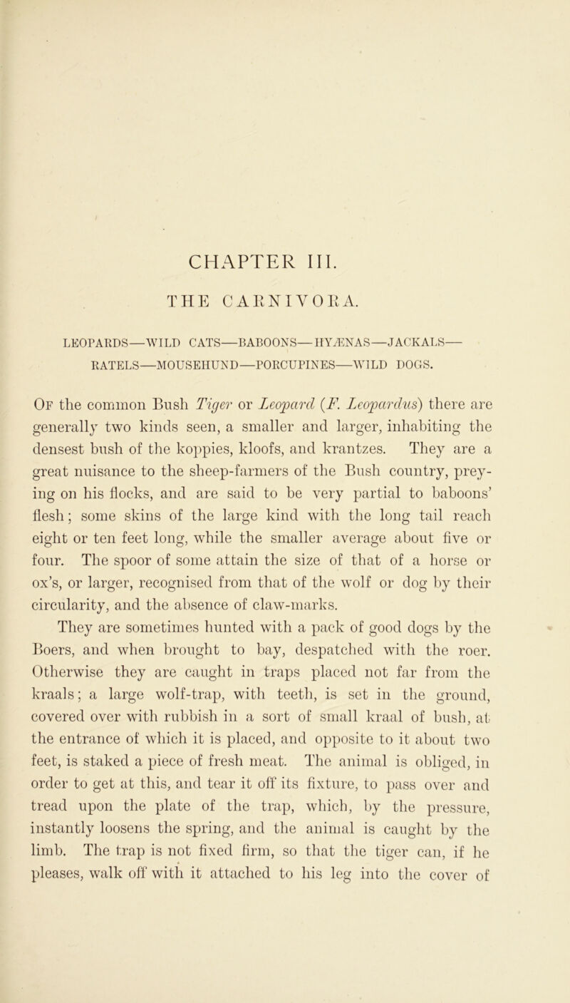 THE CARNIVORA. LEOPARDS—WILD CATS—BABOONS— HYAENAS—JACKALS— RATELS—MOUSEHUND—PORCUPINES—WILD DOGS. Of the common Bush Tiger or Leopard (F\ Leopardus) there are generally two kinds seen, a smaller and larger, inhabiting the densest bush of the koppies, kloofs, and krantzes. They are a great nuisance to the sheep-farmers of the Bush country, prey- ing on his flocks, and are said to he very partial to baboons’ flesh; some skins of the large kind with the long tail reach eight or ten feet long, while the smaller average about five or four. The spoor of some attain the size of that of a horse or ox’s, or larger, recognised from that of the wolf or dog by their circularity, and the absence of claw-marks. They are sometimes hunted with a pack of good dogs by the Boers, and when brought to bay, despatched with the roer. Otherwise they are caught in traps placed not far from the kraals; a large wolf-trap, with teeth, is set in the ground, covered over with rubbish in a sort of small kraal of bush, at the entrance of which it is placed, and opposite to it about two feet, is staked a piece of fresh meat. The animal is obliged, in order to get at this, and tear it off its fixture, to pass over and tread upon the plate of the trap, which, by the pressure, instantly loosens the spring, and the animal is caught by the limb. The trap is not fixed firm, so that the tiger can, if he * pleases, walk off with it attached to his leg into the cover of