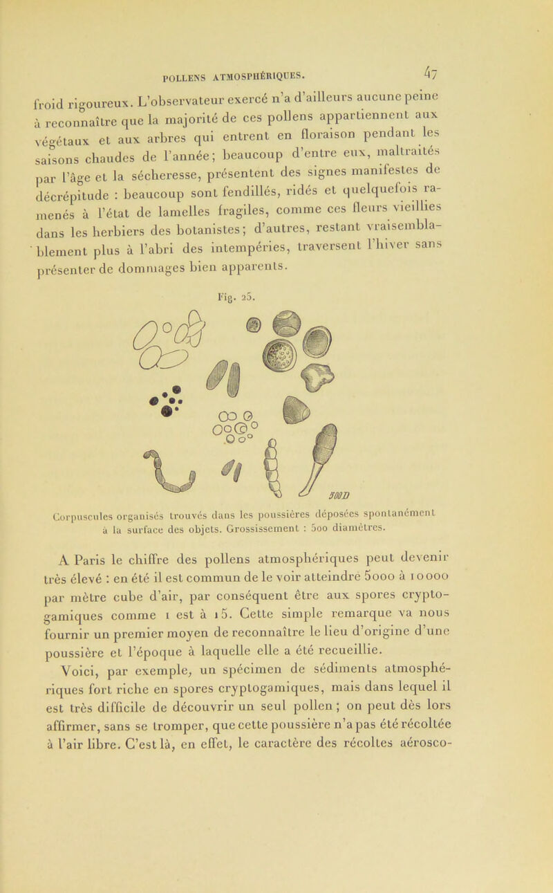 IVoid rigoureux. L’observateur exerce n’a d’ailleurs aucune peine a rcconnailre que la majorite de ces pollens apparliennent aux ve-elaux el aux arbres qui enlrenl en floraison pendant les safsons ebaudes de I’annee; beaucoup d’entre enx, maltraites par I’age el la seclieresse, presentent des signes manifesles de decrepitude : beaucoup sonl fendilles, rides el quelquefois ra- inenes a l’4lal de lanielles fragiles, comme ces fleurs viedhes dans lesherbiers des bolanistes; d’autres, reslanl vraisembla- ■ bleinenl plus a I’abri des inlemperies, iraversenl I’liiver sans presenter de doniniages bien apparcnls. Fig. 25. Corpusctiles organises Irouves clans Ics poussicres deposees spoiUanenienl a la surface des objcLs. Grossissemenl : 5oo diameLres. A Paris le chilTre des pollens atmospberiques pent devenir Ires eleve : en ete il esl commun de le voir alteindre 5ooo a i oooo par metre cube d’air, par consequent etre aux spores crypto- gamiques comme i est a i5. Cette simple remarque va nous fournir un premier moyen de reconnaitre le lieu d’originc d’unc poussiere el I’epoque a laquelle elle a ete recueillie. Voici, par exemple, un specimen de sediments almospbe- riques fort riche en spores cryptogamiques, mais dans lequel il est Ires difficile de decouvrir un seul pollen; on pent des lors affirmer, sans se Iromper, que cette poussiere n’a pas elerecollee a Pair fibre. G’eslla, en elfet, le caraclere des recoltes aerosco-