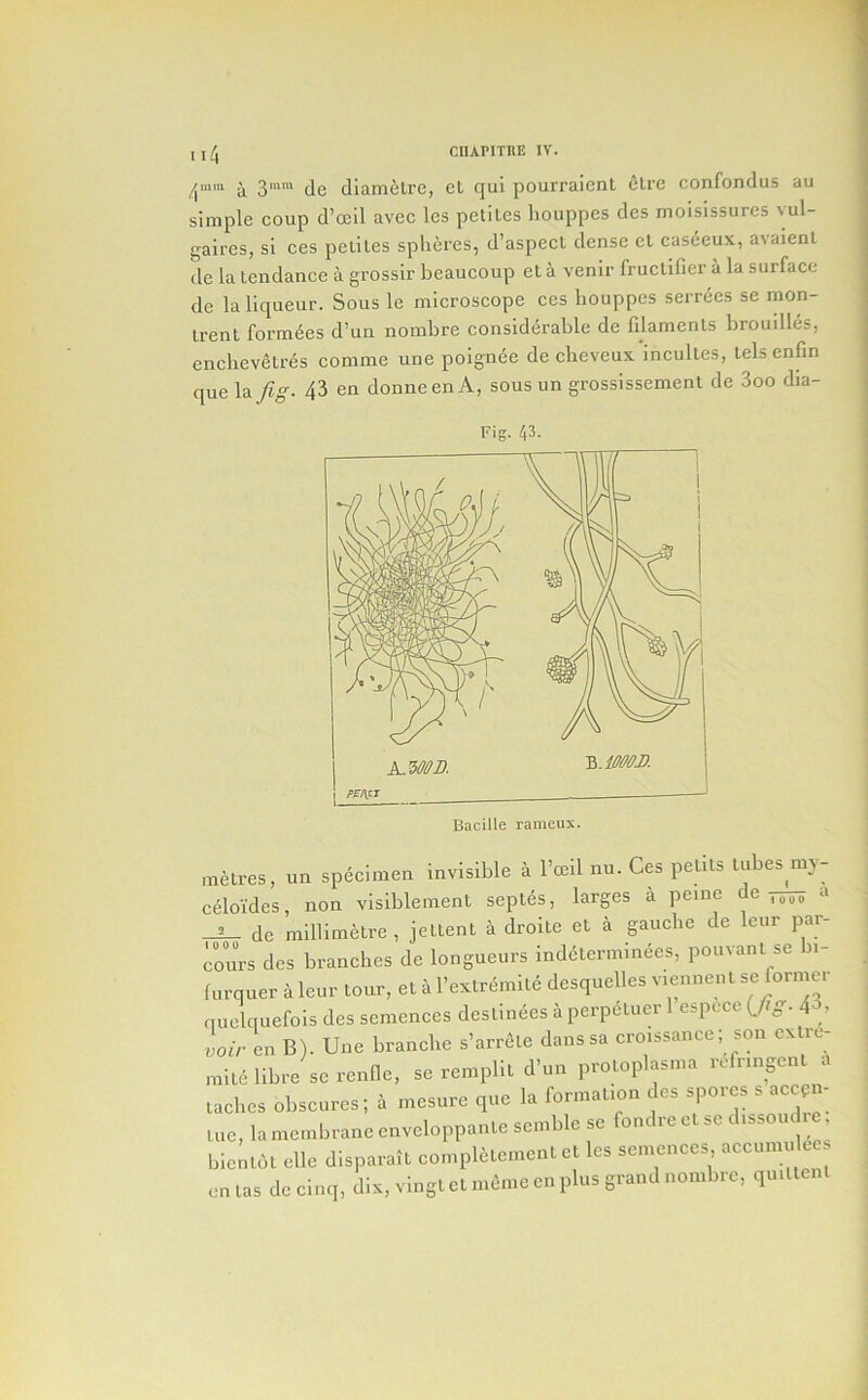 Il4 ^mm 3mni jg cllamfelrc, Gl qui pourraicnt Sire confondus au simple coup d’oeil avec les petiles houppes des moisissurcs vul- gaires, si ces petiles spheres, d’aspect dense et casceux, avaienl de la tendance a grossir beaucoup el a venir fruclifier a la surface de la liqueur. Sous le microscope ces houppes serrees se mon- irent formees d’un nombre considerable de filaments brouilles, enchevelres comme une poignee de cheveux incultes, lels cnfin que la/^. 43 en donneenA, sous un grossissement de 3oo dia- Fig. 43- metres, un specimen invisible a I’ccil nu. Ces petits lubes nij- celoides, non visiblement septes, larges a peine de a ^ de millimetre, jettent a droite et a gauche de leur par- lours des branches de longueurs indeterminees, pouvant se n- furquer a leur lour, et a I’extriimile desquelles viennenl se lormer quelqtiefois des scmences destinees a perpauer 1 espcce iJS- 4 ; voir L B). Une branche s’arrfile danssa croissance; son cxtre- mlle libre se renfle, se remplit d’un protoplasma rcfnngent a taebes obscures; a mesure que la formation des spores s aeeen- Uie, la membrane cnveloppanle scmble se fondre cl sc dissou . bientdt elle disparait eompiaement et les semenees aceumu des enlas dceinq, dix, vinglet meme cn plus grand nombre, qu.Uenl