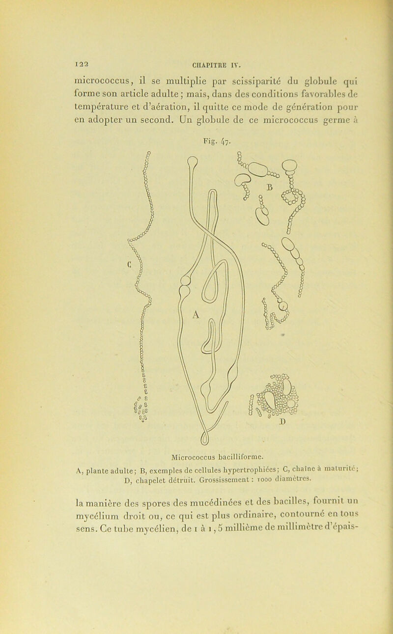 micrococcus, il sc mulliplie par scissiparil6 du globule qui forme son article adulte ; mais, dans des conditions favorables de temperature et d’aeration, il quitte ee mode de generation pour en adopter un second. Un globule de ce micrococcus germe a Micrococcus bacilliforme. A, plante adulte; B, excmples de cellules hypertrophides; C, chained maluritc; D, cliapelet ddtniit. Grossissemcnt: tooo diametres. la maniere des spores des mucddinees et des bacilles, fournit un mycelium droit ou, ce qui est plus ordinaire, contourne en tons sens. Ce tube mycelien, de i a i, 5 millieme de millimetre d ^pais-