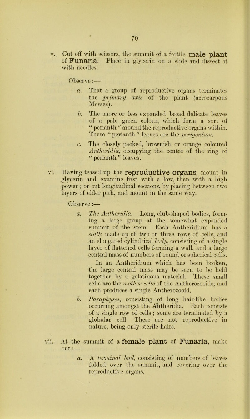 V. Cut off with scissors, the summit of a fertile male plant of Funaria. Place in glycerin on a slide and dissect it with needles. Observe:— a. That a group of reproductive organs terminates the itrUnary axu of the plant (acrocarpous Mosses). h. The more or less expanded broad delicate leaves of a pale green colour, which form a sort of “ perianth ” around the reproductive organs within. These “perianth” leaves are i\iQ periij07iiuni. c. The closely packed, l)rownish or orange coloured Anthxridia, occupying the centre of the ring of “ perianth ” leaves. vi. Having teased up the reproductive organs, mount in glycerin and examine first with a low, then with a high power; or cut longitudinal sections, by placing between tw(^ layers of elder pith, and mount in the same way. Observe:— a. The Antheridia. Long, club-shaped bodies, form- ing a large group at the somewhat expanded summit of the stem. Each Antheridium has a dalk made up of two or three rows of cells, and an elongated cylindrical hody, consisting of a single layer of flattened cells forming a wall, and a large central mass of numbers of round or spherical cells. In an Antheridium which has been broken, the large central mass may be seen to be held together by a gelatinous material. These small cells are the mother cells of the Antherozooids, and each produces a single Antherozooid. b. Paraj)hyses, consisting of long hair-like bodies occurring amongst the Antheridia. Each consists of a single row of cells; some are terminated by a globular cell. These are not reproductive in nature, being only sterile hairs. vii. At the summit of a female plant of Funaria, make out:— a. A terminal hud, consisting of numbers of leaves folded over the summit, and covering over the reproductive organs.