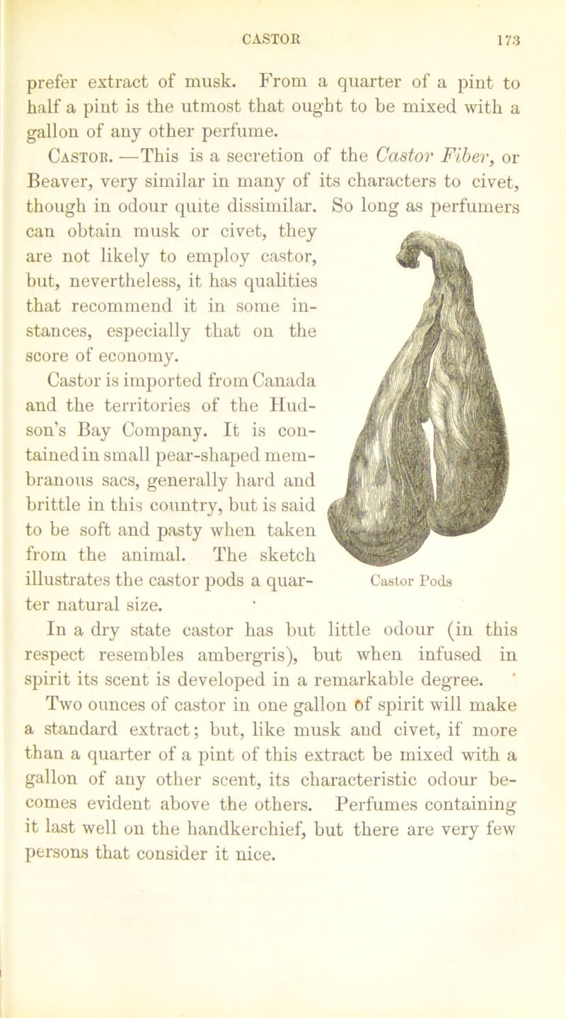 prefer extract of musk. From a quarter of a pint to half a pint is the utmost that ought to be mixed with a gallon of any other perfume. Castor. —This is a secretion of the Castor Fiber, or Beaver, very similar in many of its characters to civet, though in odour quite dissimilar. So long as perfumers can obtain musk or civet, they are not likely to employ castor, but, nevertheless, it has qualities that recommend it in some in- stances, especially that on the score of economy. Castor is imported from Canada and the territories of the Hud- son’s Bay Company. It is con- tained in small pear-shaped mem- branous sacs, generally hard and brittle in this country, but is said to be soft and pasty when taken from the animal. The sketch illustrates the castor pods a quar- ter natural size. In a dry state castor has but little odour (in this respect resembles ambergris), but when infused in spirit its scent is developed in a remarkable degree. Two ounces of castor in one gallon Of spirit will make a standard extract; but, like musk and civet, if more than a quarter of a pint of this extract be mixed with a gallon of any other scent, its characteristic odour be- comes evident above the others. Perfumes containing it last well on the handkerchief, but there are very few persons that consider it nice.