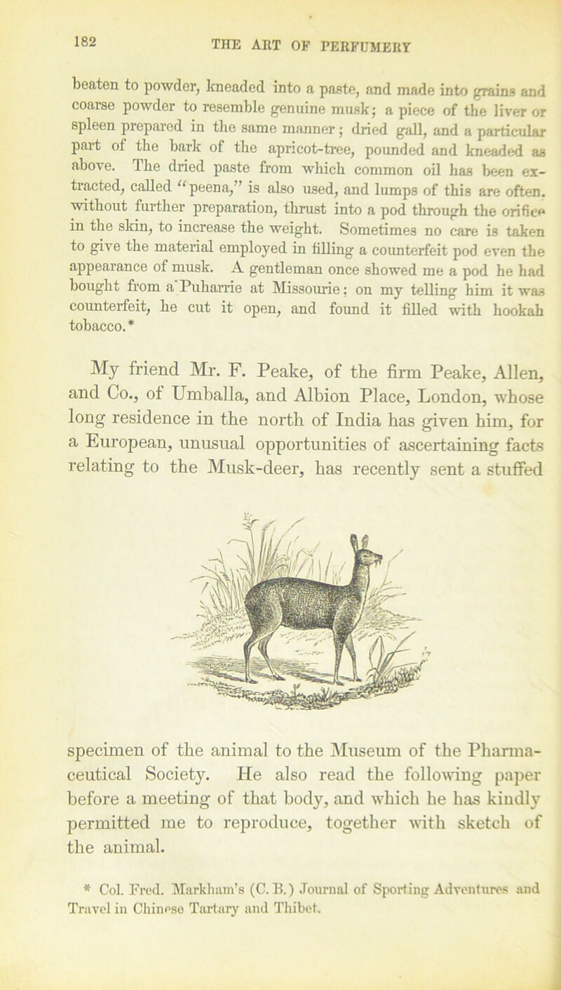 beaten to powder, kneaded into a paste, and made into grains and coarse powder to resemble genuine musk; a piece of the liver or spleen prepared in the same manner; dried gall, and a particular part ol the bark of the apricot-tree, pounded and kneaded as above. The dried paste from which common oil has been ex- tracted, called “peena,” is also used, and lumps of this are often, without further preparation, thrust into a pod through the orifice in the skin, to increase the weight. Sometimes no care is taken to give the material employed in filling a counterfeit pod even the appearance of musk. A gentleman once showed me a pod he had bought from a Puharrie at Missourie: on my telling him it was counterfeit, he cut it open, and found it filled with hookah tobacco.* My friend Mr. F. Peake, of the firm Peake, Allen, and Co., of Umballa, and Albion Place, London, whose long residence in the north of India has given him, for a European, unusual opportunities of ascertaining facts relating to the Musk-deer, has recently sent a stuffed specimen of the animal to the Museum of the Pharma- ceutical Society. He also read the following paper before a meeting of that body, and which he has kindly permitted me to reproduce, together with sketch of the animal. * Col. Fred. Markham’s (C. If) Journal of Sporting Adventures and Travel in Chinese Tartary and Thibet.