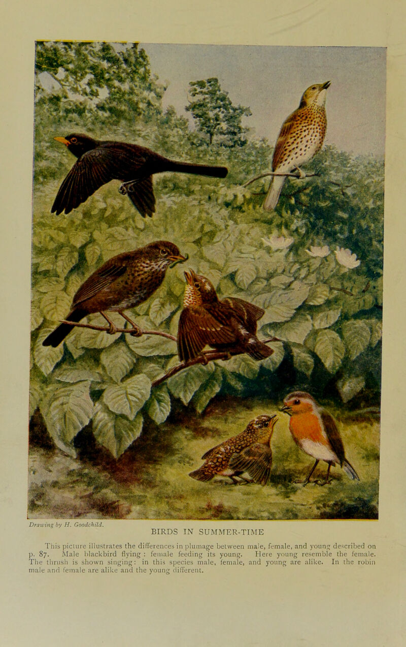 Drawing by H. Goodchild. BIRDS IN SUMMER-TIME This picture illustrates the differences in plumage between male, female, and young described on p. 87. Male blackbird flying : female feeding its young. Here young resemble the female. The thrush is shown singing: in this species male, female, and young are alike. In the robin male and female are alike and the young different.