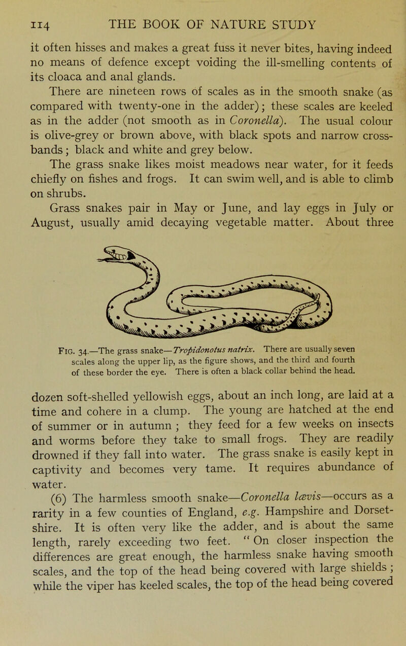 it often hisses and makes a great fuss it never bites, having indeed no means of defence except voiding the ill-smelling contents of its cloaca and anal glands. There are nineteen rows of scales as in the smooth snake (as compared with twenty-one in the adder); these scales are keeled as in the adder (not smooth as in Coronella). The usual colour is olive-grey or brown above, with black spots and narrow cross- bands ; black and white and grey below. The grass snake likes moist meadows near water, for it feeds chiefly on fishes and frogs. It can swim well, and is able to climb on shrubs. Grass snakes pair in May or June, and lay eggs in July or August, usually amid decaying vegetable matter. About three Fig. 34—The grass snake—Tropidonoius natrix. There are usually seven scales along the upper lip, as the figure shows, and the third and fourth of these border the eye. There is often a black collar behind the head. dozen soft-shelled yellowish eggs, about an inch long, are laid at a time and cohere in a clump. The young are hatched at the end of summer or in autumn ; they feed for a few weeks on insects and worms before they take to small frogs. They are readily drowned if they fall into water. The grass snake is easily kept in captivity and becomes very tame. It requires abundance of water. (6) The harmless smooth snake—Coronella Icevis—occurs as a rarity in a few counties of England, e.g. Hampshire and Dorset- shire. It is often very like the adder, and is about the same length, rarely exceeding two feet. “ On closer inspection the differences are great enough, the harmless snake having smooth scales, and the top of the head being covered with large shields , while the viper has keeled scales, the top of the head being covered