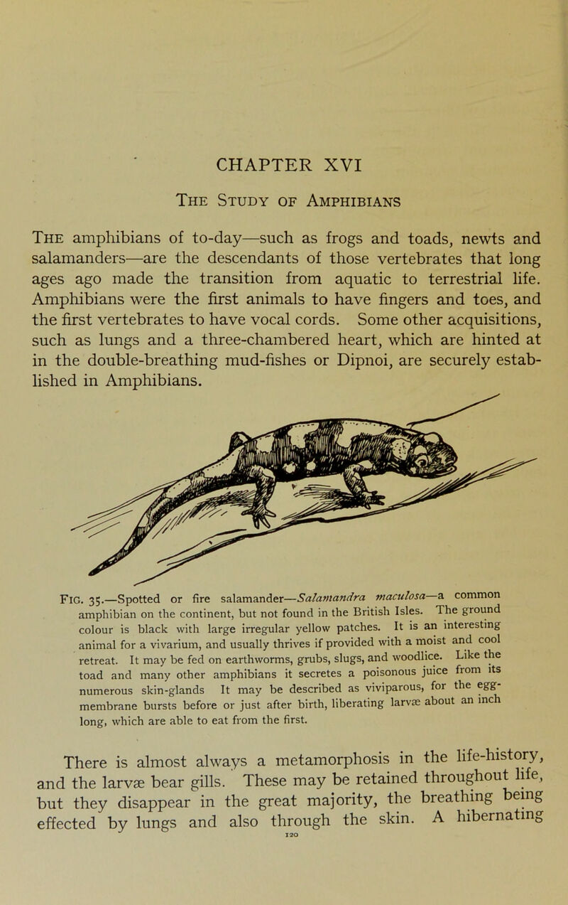 CHAPTER XVI The Study of Amphibians The amphibians of to-day—such as frogs and toads, newts and salamanders—are the descendants of those vertebrates that long ages ago made the transition from aquatic to terrestrial life. Amphibians were the first animals to have fingers and toes, and the first vertebrates to have vocal cords. Some other acquisitions, such as lungs and a three-chambered heart, which are hinted at in the double-breathing mud-fishes or Dipnoi, are securely estab- lished in Amphibians. There is almost always a metamorphosis in the life-history, and the larvae bear gills. These may be retained throughout life, but they disappear in the great majority, the breathing being effected by lungs and also through the skin. A hibernating