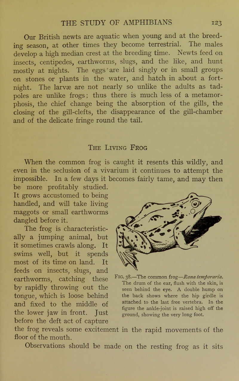 Our British newts are aquatic when young and at the breed- ing season, at other times they become terrestrial. The males develop a high median crest at the breeding time. Newts feed on insects, centipedes, earthworms, slugs, and the like, and hunt mostly at nights. The eggs are laid singly or in small groups on stones or plants in the water, and hatch in about a fort- night. The larvae are not nearly so unlike the adults as tad- poles are unlike frogs; thus there is much less of a metamor- phosis, the chief change being the absorption of the gills, the closing of the gill-clefts, the disappearance of the gill-chamber and of the delicate fringe round the tail. The Living Frog When the common frog is caught it resents this wildly, and even in the seclusion of a vivarium it continues to attempt the impossible. In a few days it becomes fairly tame, and may then be more profitably studied. It grows accustomed to being handled, and will take living maggots or small earthworms dangled before it. The frog is characteristic- ally a jumping animal, but it sometimes crawls along. It swims well, but it spends most of its time on land. It feeds on insects, slugs, and earthworms, catching these by rapidly throwing out the tongue, which is loose behind and fixed to the middle of the lower jaw in front. Just before the deft act of capture the frog reveals some excitement in the rapid movements of the floor of the mouth. Observations should be made on the resting frog as it sits Fig. 38.—The common frog—Rana temporaria. The drum of the ear, flush with the skin, is seen behind the eye. A double hump on the back shows where the hip girdle is attached to the last free vertebra. In the figure the ankle-joint is raised high off the ground, showing the very long foot.