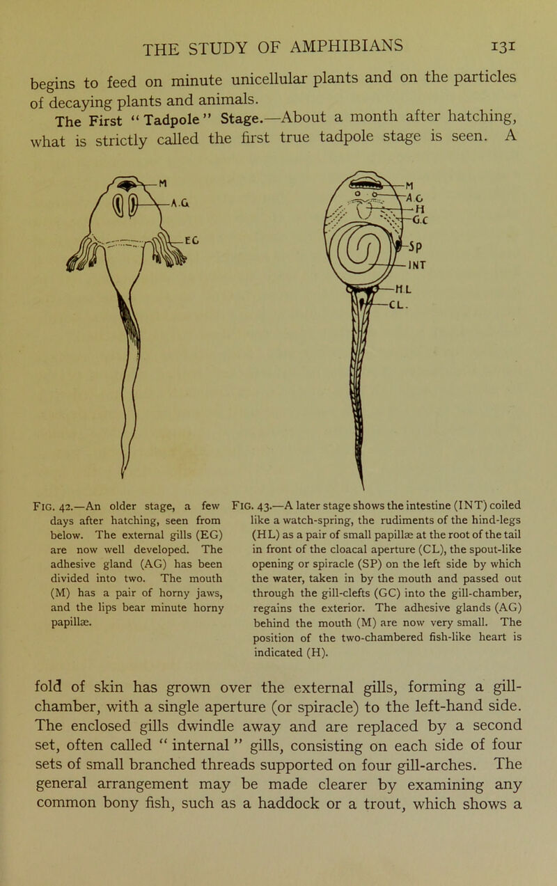 begins to feed on minute unicellular plants and on the particles of decaying plants and animals. The First “Tadpole” Stage.—About a month after hatching, what is strictly called the first true tadpole stage is seen. A Fig. 42.—An older stage, a few days after hatching, seen from below. The external gills (EG) are now well developed. The adhesive gland (AG) has been divided into two. The mouth (M) has a pair of horny jaws, and the lips bear minute horny papillae. Fig. 43.—A later stage shows the intestine (INT) coiled like a watch-spring, the rudiments of the hind-legs (HL) as a pair of small papillae at the root of the tail in front of the cloacal aperture (CL), the spout-like opening or spiracle (SP) on the left side by which the water, taken in by the mouth and passed out through the gill-clefts (GC) into the gill-chamber, regains the exterior. The adhesive glands (AG) behind the mouth (M) are now very small. The position of the two-chambered fish-like heart is indicated (H). fold of skin has grown over the external gills, forming a gill- chamber, with a single aperture (or spiracle) to the left-hand side. The enclosed gills dwindle away and are replaced by a second set, often called “ internal ” gills, consisting on each side of four sets of small branched threads supported on four gill-arches. The general arrangement may be made clearer by examining any common bony fish, such as a haddock or a trout, which shows a