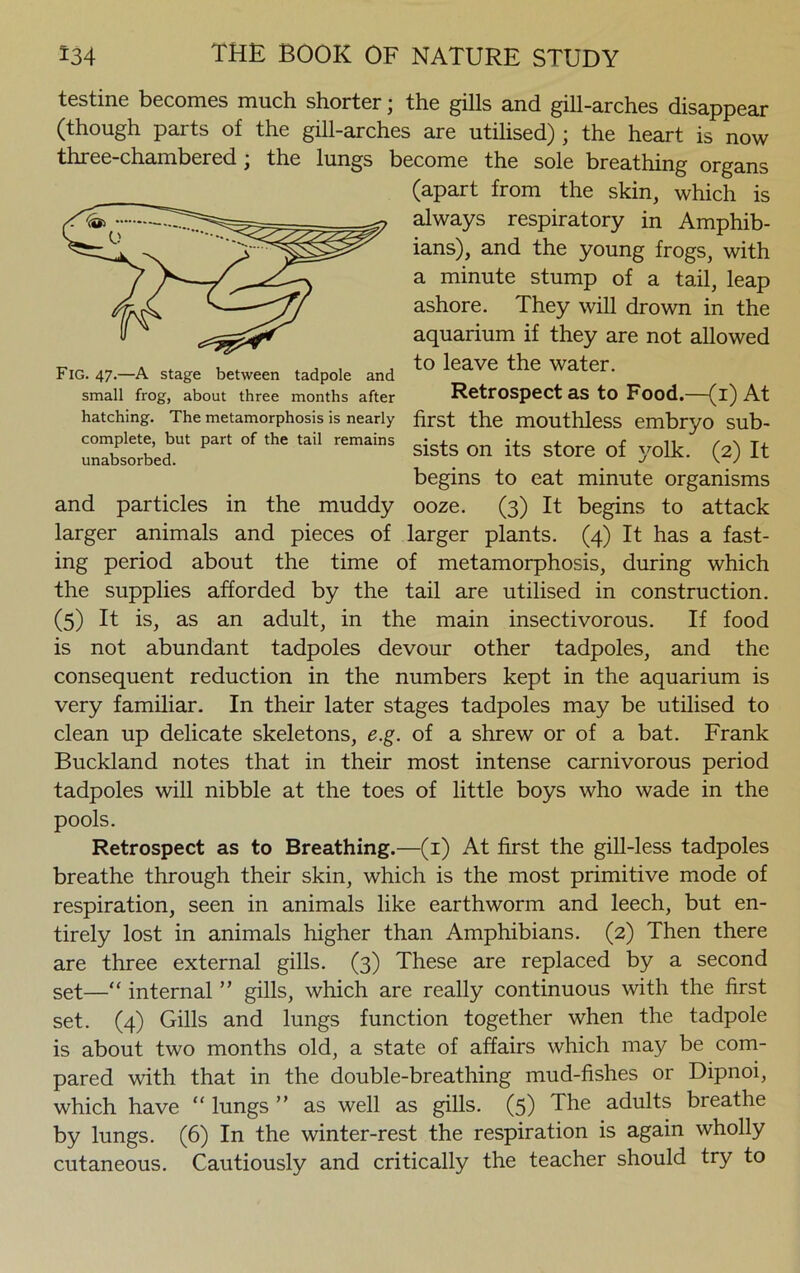 testine becomes much shorter; the gills and gill-arches disappear (though parts of the gill-arches are utilised) ; the heart is now three-chambered ; the lungs become the sole breathing organs (apart from the skin, which is always respiratory in Amphib- ians), and the young frogs, with a minute stump of a tail, leap ashore. They will drown in the aquarium if they are not allowed a * u . . , , , to leave the water. Fig. 47.—A stage between tadpole and small frog, about three months after Retrospect as to Food.—(i) At hatching. The metamorphosis is nearly first the mOUtllleSS embryo Sub- unabsorbed.Ut °' remai”S sists 0n its store of yolk- (2) It begins to eat minute organisms and particles in the muddy ooze. (3) It begins to attack larger animals and pieces of larger plants. (4) It has a fast- ing period about the time of metamorphosis, during which the supplies afforded by the tail are utilised in construction. (5) It is, as an adult, in the main insectivorous. If food is not abundant tadpoles devour other tadpoles, and the consequent reduction in the numbers kept in the aquarium is very familiar. In their later stages tadpoles may be utilised to clean up delicate skeletons, e.g. of a shrew or of a bat. Frank Buckland notes that in their most intense carnivorous period tadpoles will nibble at the toes of little boys who wade in the pools. Retrospect as to Breathing.—(1) At first the gill-less tadpoles breathe through their skin, which is the most primitive mode of respiration, seen in animals like earthworm and leech, but en- tirely lost in animals higher than Amphibians. (2) Then there are three external gills. (3) These are replaced by a second set—“ internal ” gills, which are really continuous with the first set. (4) Gills and lungs function together when the tadpole is about two months old, a state of affairs which may be com- pared with that in the double-breathing mud-fishes or Dipnoi, which have “ lungs ” as well as gills. (5) The adults breathe by lungs. (6) In the winter-rest the respiration is again wholly cutaneous. Cautiously and critically the teacher should try to