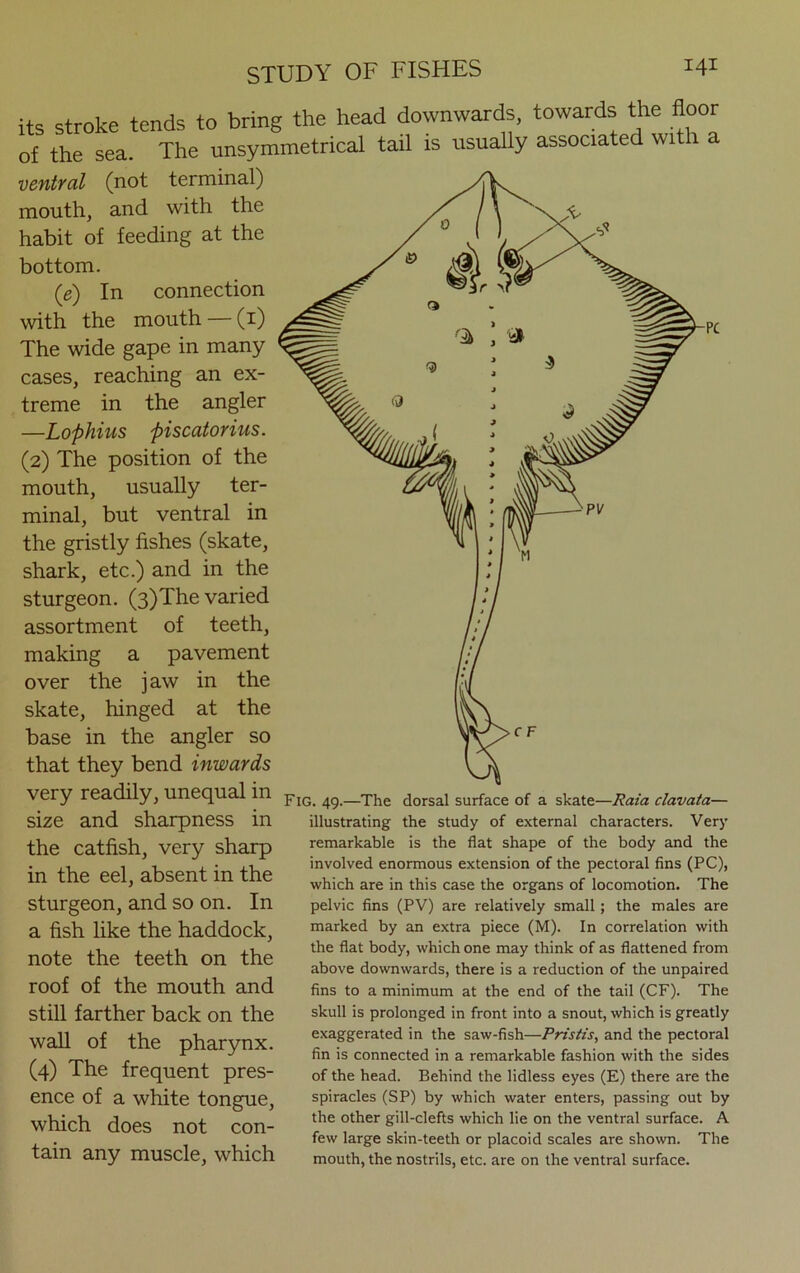 its stroke tends to bring the head downwards, towards the floor of the sea. The unsymmetrical tail is usually associated wit ventral (not terminal) mouth, and with the habit of feeding at the bottom. (e) In connection with the mouth — (1) The wide gape in many cases, reaching an ex- treme in the angler —Lophius piscatorius. (2) The position of the mouth, usually ter- minal, but ventral in the gristly fishes (skate, shark, etc.) and in the sturgeon. (3)The varied assortment of teeth, making a pavement over the jaw in the skate, hinged at the base in the angler so that they bend inwards very readily, unequal in size and sharpness in the catfish, very sharp in the eel, absent in the sturgeon, and so on. In a fish like the haddock, note the teeth on the roof of the mouth and still farther back on the wall of the pharynx. (4) The frequent pres- ence of a white tongue, which does not con- tain any muscle, which Fig. 49.—The dorsal surface of a skate—Rata clavata— illustrating the study of external characters. Very remarkable is the flat shape of the body and the involved enormous extension of the pectoral fins (PC), which are in this case the organs of locomotion. The pelvic fins (PV) are relatively small; the males are marked by an extra piece (M). In correlation with the flat body, which one may think of as flattened from above downwards, there is a reduction of the unpaired fins to a minimum at the end of the tail (CF). The skull is prolonged in front into a snout, which is greatly exaggerated in the saw-fish—Pristis, and the pectoral fin is connected in a remarkable fashion with the sides of the head. Behind the lidless eyes (E) there are the spiracles (SP) by which water enters, passing out by the other gill-clefts which lie on the ventral surface. A few large skin-teeth or placoid scales are shown. The mouth, the nostrils, etc. are on the ventral surface.