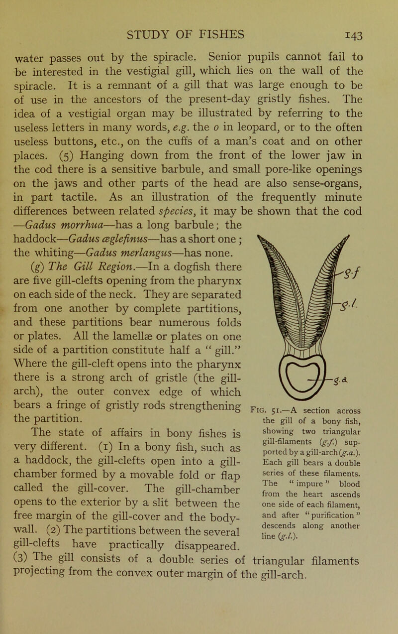 water passes out by the spiracle. Senior pupils cannot fail to be interested in the vestigial gill, which lies on the wall of the spiracle. It is a remnant of a gill that was large enough to be of use in the ancestors of the present-day gristly fishes. The idea of a vestigial organ may be illustrated by referring to the useless letters in many words, e.g. the 0 in leopard, or to the often useless buttons, etc., on the cuffs of a man’s coat and on other places. (5) Hanging down from the front of the lower jaw in the cod there is a sensitive barbule, and small pore-like openings on the jaws and other parts of the head are also sense-organs, in part tactile. As an illustration of the frequently minute differences between related species, it may be shown that the cod —Gadus morrhua—has a long barbule; the haddock—Gadus ceglepnus—has a short one; the whiting—Gadus merlangus—has none. (g) The Gill Region.—In a dogfish there are five gill-clefts opening from the pharynx on each side of the neck. They are separated from one another by complete partitions, and these partitions bear numerous folds or plates. All the lamellae or plates on one side of a partition constitute half a “ gill.” Where the gill-cleft opens into the pharynx there is a strong arch of gristle (the gill- arch), the outer convex edge of which bears a fringe of gristly rods strengthening the partition. The state of affairs in bony fishes is very different. (1) In a bony fish, such as a haddock, the gill-clefts open into a gill- chamber formed by a movable fold or flap called the gill-cover. The gill-chamber opens to the exterior by a slit between the free margin of the gill-cover and the body- wall. (2) The partitions between the several gill-clefts have practically disappeared. (3) The giU consists of a double series of triangular filaments projecting from the convex outer margin of the gill-arch. Fig. 51.—A section across the gill of a bony fish, showing two triangular gill-filaments (g.f.) sup- ported by a gill-arch(g.a.). Each gill bears a double series of these filaments. The “ impure ” blood from the heart ascends one side of each filament, and after “ purification ” descends along another line (§./.).