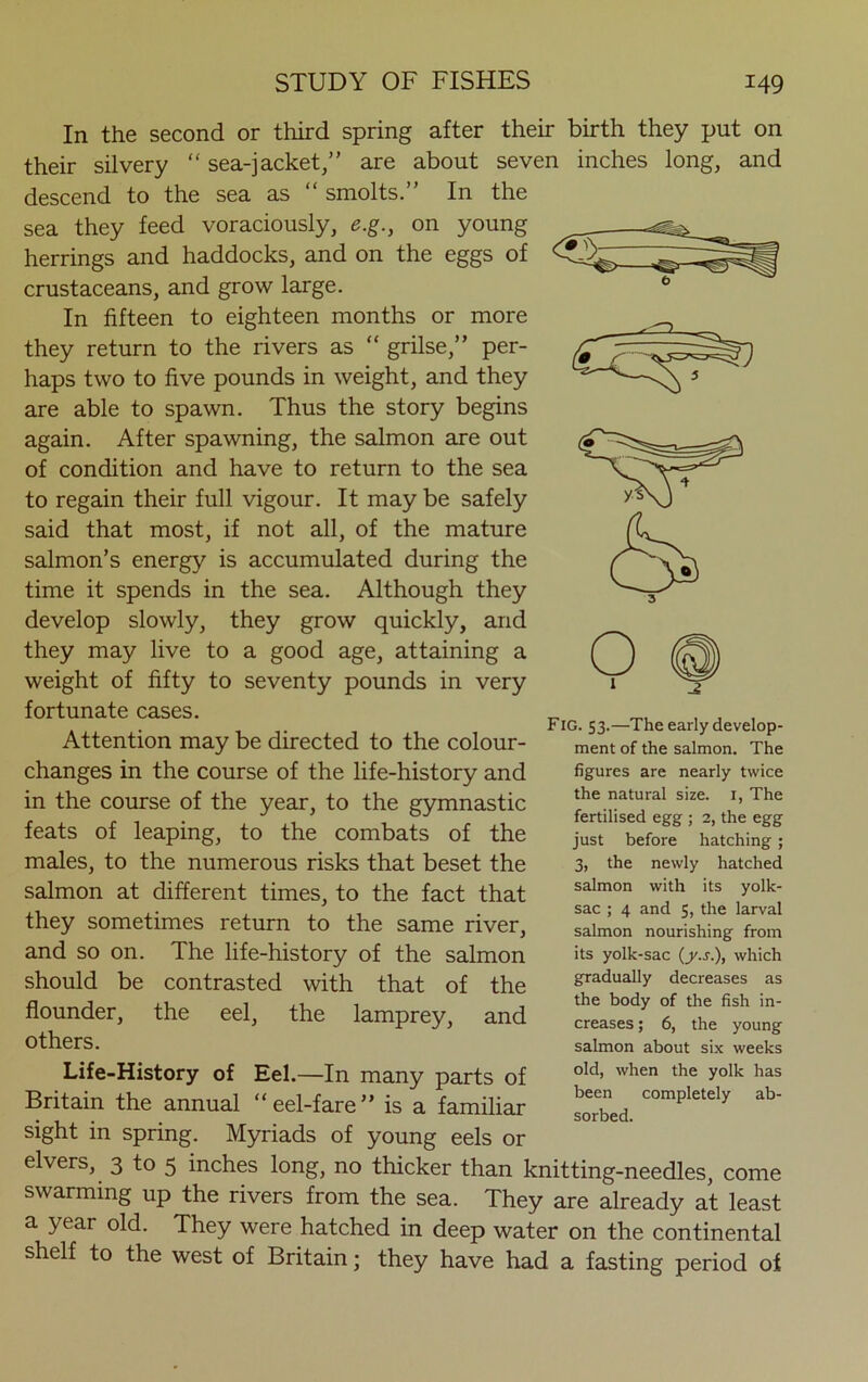 In the second or third spring after their birth they put on their silvery “ sea-jacket/’ are about seven inches long, and descend to the sea as “ smolts.” In the sea they feed voraciously, e.g., on young herrings and haddocks, and on the eggs of crustaceans, and grow large. In fifteen to eighteen months or more they return to the rivers as “ grilse,” per- haps two to five pounds in weight, and they are able to spawn. Thus the story begins again. After spawning, the salmon are out of condition and have to return to the sea to regain their full vigour. It may be safely said that most, if not all, of the mature salmon’s energy is accumulated during the time it spends in the sea. Although they develop slowly, they grow quickly, and they may live to a good age, attaining a weight of fifty to seventy pounds in very fortunate cases. Attention may be directed to the colour- changes in the course of the life-history and in the course of the year, to the gymnastic feats of leaping, to the combats of the males, to the numerous risks that beset the salmon at different times, to the fact that they sometimes return to the same river, and so on. The life-history of the salmon should be contrasted with that of the flounder, the eel, the lamprey, and others. Fig. 53.—The early develop- ment of the salmon. The figures are nearly twice the natural size. 1, The fertilised egg ; 2, the egg just before hatching ; 3, the newly hatched salmon with its yolk- sac ; 4 and 5, the larval salmon nourishing from its yolk-sac (y.s.), which gradually decreases as the body of the fish in- creases ; 6, the young salmon about six weeks Life-History of Eel.—In many parts of old> when the y°lk has Britain the annual “ eel-fare ” is a familiar s^bed. complct'ly ab' sight in spring. Myriads of young eels or elvers, 3 to 5 inches long, no thicker than knitting-needles, come swarming up the rivers from the sea. They are already at least a year old. They were hatched in deep water on the continental shelf to the west of Britain; they have had a fasting period of