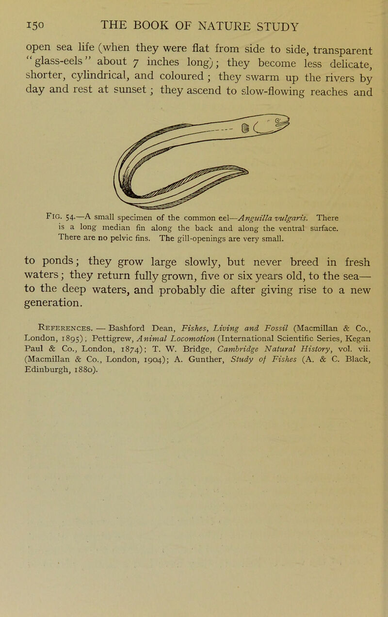 open sea life (when they were flat from side to side, transparent glass-eels” about 7 inches long); they become less delicate, shorter, cylindrical, and coloured ; they swarm up the rivers by day and rest at sunset; they ascend to slow-flowing reaches and Fig. 54.—A small specimen of the common eel—Anguilla vulgaris. There is a long median fin along the back and along the ventral surface. There are no pelvic fins. The gill-openings are very small. to ponds; they grow large slowly, but never breed in fresh waters; they return fully grown, five or six years old, to the sea— to the deep waters, and probably die after giving rise to a new generation. References. — Bashford Dean, Fishes, Living and Fossil (Macmillan & Co., London, 1895) , Pettigrew, Animal Locomotion (International Scientific Series, Kegan Paul & Co., London, 1874); T. W. Bridge, Cambridge Natural History, vol. vii. (Macmillan & Co., London, 1904); A. Gunther, Study of Fishes (A. & C. Black, Edinburgh, 1880).