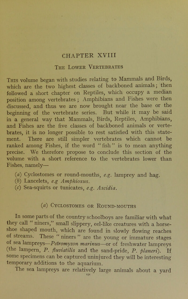 CHAPTER XVIII The Lower Vertebrates This volume began with studies relating to Mammals and Birds, which are the two highest classes of backboned animals; then followed a short chapter on Reptiles, which occupy a median position among vertebrates ; Amphibians and Fishes were then discussed, and thus we are now brought near the base or the beginning of the vertebrate series. But while it may be said in a general way that Mammals, Birds, Reptiles, Amphibians, and Fishes are the five classes of backboned animals or verte- brates, it is no longer possible to rest satisfied with this state- ment. There are still simpler vertebrates which cannot be ranked among Fishes, if the word “ fish ” is to mean anything precise. We therefore propose to conclude this section of the volume with a short reference to the vertebrates lower than Fishes, namely— (a) Cyclostomes or round-mouths, e.g. lamprey and hag. (b) Lancelets, e.g Amphioxtis. (c) Sea-squirts or tunicates, e.g. Ascidia. (a) Cyclostomes or Round-mouths In some parts of the country schoolboys are familiar with what they call “ niners,” small slippery, eel-like creatures with a horse- shoe shaped mouth, which are found in slowly flowing reaches of streams. These “ niners ” are the young or immature stages of sea lampreys—Petromyzon marinus—or of freshwater lampreys (the lampern, P. fluviatilis and the sand-pride, P. planeri). If some specimens can be captured uninjured they will be interesting temporary additions to the aquarium. The sea lampreys are relatively large animals about a yard