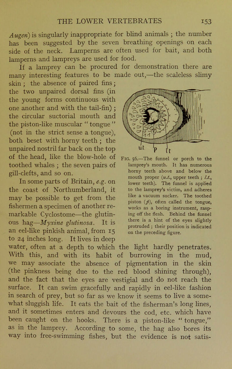 Augen) is singularly inappropriate for blind animals ; the number has been suggested by the seven breathing openings on each side of the neck. Lamperns are often used for bait, and both lamperns and lampreys are used for food. If a lamprey can be procured for demonstration there are many interesting features to be made out,—the scaleless slimy skin ; the absence of paired fins; the two unpaired dorsal fins (in the young forms continuous with one another and with the tail-fin) ; the circular suctorial mouth and the piston-like muscular “ tongue ” (not in the strict sense a tongue), both beset with horny teeth ; the unpaired nostril far back on the top of the head, like the blow-hole of toothed whales ; the seven pairs of gill-clefts, and so on. In some parts of Britain, e.g. on the coast of Northumberland, it may be possible to get from the fishermen a specimen of another re- markable Cyclostome—the glutin- ous hag—Myxine glutinosa. It is an eel-like pinkish animal, from 15 to 24 inches long. It lives in deep water, often at a depth to which the light hardly penetrates. With this, and with its habit of burrowing in the mud, we may associate the absence of pigmentation in the skin (the pinkness being due to the red blood shining through), and the fact that the eyes are vestigial and do not reach the surface. It can swim gracefully and rapidly in eel-like fashion in search of prey, but so far as we know it seems to live a some- what sluggish life. It eats the bait of the fisherman’s long lines, and it sometimes enters and devours the cod, etc. which have been caught on the hooks. There is a piston-like “ tongue,” as in the lamprey. According to some, the hag also bores its way into free-swimming fishes, but the evidence is not satis- FlG. 56.—The funnel or porch to the lamprey’s mouth. It has numerous horny teeth above and below the mouth proper («./., upper teeth ; lower teeth). The funnel is applied to the lamprey’s victim, and adheres like a vacuum sucker. The toothed piston (y>), often called the tongue, works as a boring instrument, rasp- ing off the flesh. Behind the funnel there is a hint of the eyes slightly protruded ; their position is indicated on the preceding figure.