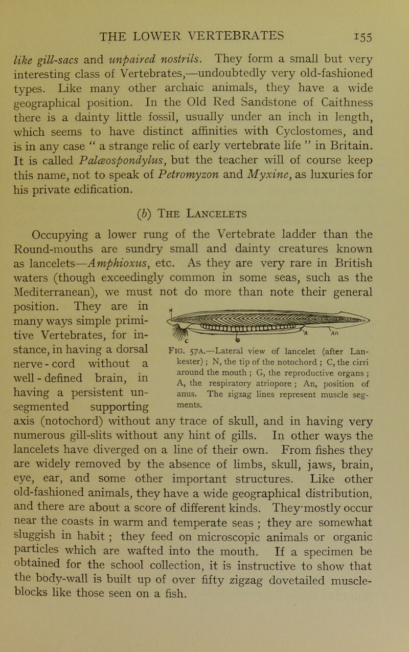 like gill-sacs and unpaired nostrils. They form a small but very interesting class of Vertebrates,—undoubtedly very old-fashioned types. Like many other archaic animals, they have a wide geographical position. In the Old Red Sandstone of Caithness there is a dainty little fossil, usually under an inch in length, which seems to have distinct affinities with Cyclostomes, and is in any case “ a strange relic of early vertebrate life ” in Britain. It is called Palceospondylus, but the teacher will of course keep this name, not to speak of Petromyzon and Myxine, as luxuries for his private edification. (b) The Lancelets Occupying a lower rung of the Vertebrate ladder than the Round-mouths are sundry small and dainty creatures known as lancelets—Amphioxus, etc. As they are very rare in British waters (though exceedingly common in some seas, such as the Mediterranean), we must not do more than note their general position. They are in many ways simple primi- tive Vertebrates, for in- stance, in having a dorsal nerve - cord without a well - defined brain, in having a persistent un- segmented supporting axis (notochord) without any trace of skull, and in having very numerous gill-slits without any hint of gills. In other ways the lancelets have diverged on a line of their own. From fishes they are widely removed by the absence of limbs, skull, jaws, brain, eye, ear, and some other important structures. Like other old-fashioned animals, they have a wide geographical distribution, and there are about a score of different kinds. Theymostly occur near the coasts in warm and temperate seas ; they are somewhat sluggish in habit ; they feed on microscopic animals or organic particles which are wafted into the mouth. If a specimen be obtained for the school collection, it is instructive to show that the body-wall is built up of over fifty zigzag dovetailed muscle- blocks like those seen on a fish. c » Fig. 57A.—Lateral view of lancelet (after Lan- kester); N, the tip of the notochord ; C, the cirri around the mouth ; G, the reproductive organs ; A, the respiratory atriopore; An, position of anus. The zigzag lines represent muscle seg- ments.