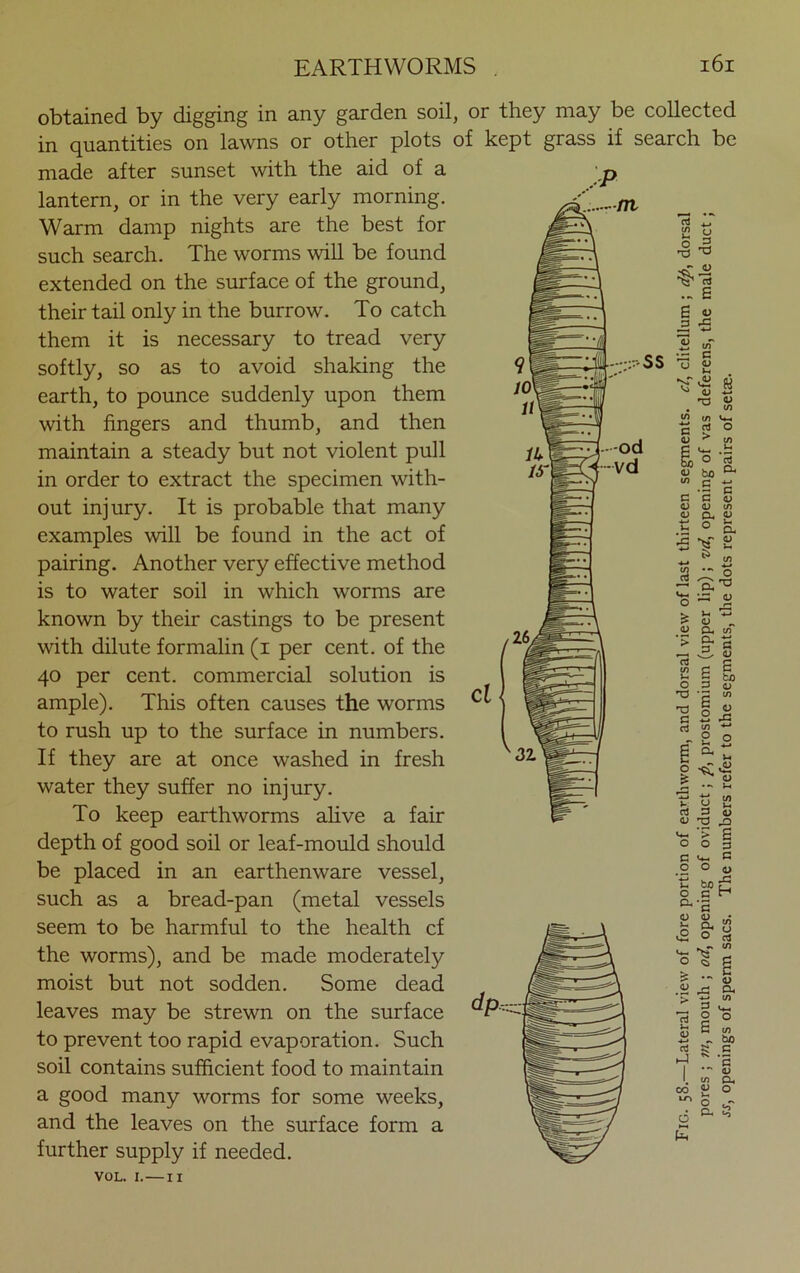 obtained by digging in any garden soil, or they may be collected in quantities on lawns or other plots of kept grass if search be made after sunset with the aid of a lantern, or in the very early morning. Warm damp nights are the best for such search. The worms will be found extended on the surface of the ground, their tail only in the burrow. To catch them it is necessary to tread very softly, so as to avoid shaking the earth, to pounce suddenly upon them with fingers and thumb, and then maintain a steady but not violent pull in order to extract the specimen with- out injury. It is probable that many examples will be found in the act of pairing. Another very effective method is to water soil in which worms are known by their castings to be present with dilute formalin (i per cent, of the 40 per cent, commercial solution is ample). This often causes the worms to rush up to the surface in numbers. If they are at once washed in fresh water they suffer no injury. To keep earthworms alive a fair depth of good soil or leaf-mould should be placed in an earthenware vessel, such as a bread-pan (metal vessels seem to be harmful to the health cf the worms), and be made moderately moist but not sodden. Some dead leaves may be strewn on the surface to prevent too rapid evaporation. Such soil contains sufficient food to maintain a good many worms for some weeks, and the leaves on the surface form a further supply if needed. VOL. I. — II Cl \