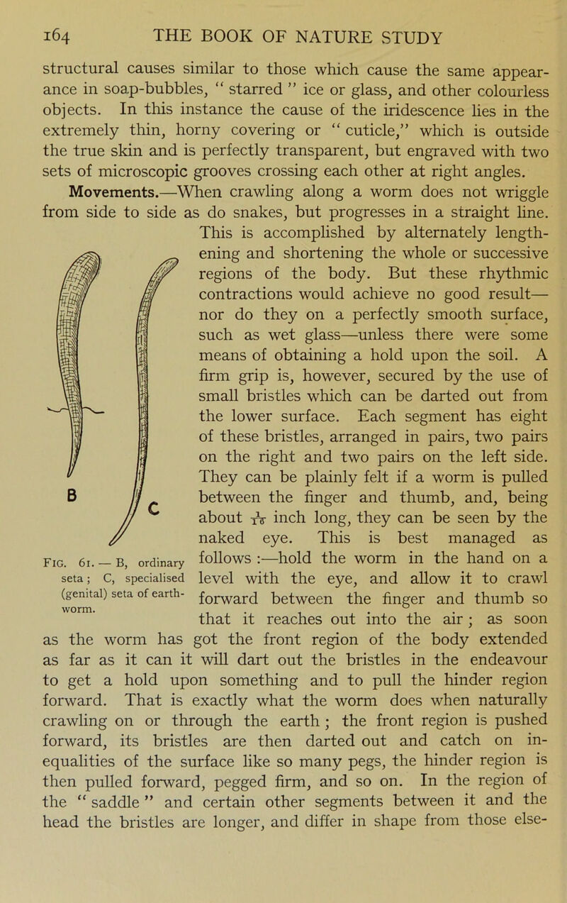 structural causes similar to those which cause the same appear- ance in soap-bubbles, “ starred ” ice or glass, and other colourless objects. In this instance the cause of the iridescence lies in the extremely thin, horny covering or “ cuticle,” which is outside the true skin and is perfectly transparent, but engraved with two sets of microscopic grooves crossing each other at right angles. Movements.—When crawling along a worm does not wriggle from side to side as do snakes, but progresses in a straight line. This is accomplished by alternately length- ening and shortening the whole or successive regions of the body. But these rhythmic contractions would achieve no good result— nor do they on a perfectly smooth surface, such as wet glass—unless there were some means of obtaining a hold upon the soil. A firm grip is, however, secured by the use of small bristles which can be darted out from the lower surface. Each segment has eight of these bristles, arranged in pairs, two pairs on the right and two pairs on the left side. They can be plainly felt if a worm is pulled between the finger and thumb, and, being about TV inch long, they can be seen by the naked eye. This is best managed as Fig. 61. — b, ordinary follows :—hold the worm in the hand on a seta; c, specialised level with the eye, and allow it to crawl forward between the finger and thumb so that it reaches out into the air; as soon as the worm has got the front region of the body extended as far as it can it will dart out the bristles in the endeavour to get a hold upon something and to pull the hinder region forward. That is exactly what the worm does when naturally crawling on or through the earth ; the front region is pushed forward, its bristles are then darted out and catch on in- equalities of the surface like so many pegs, the hinder region is then pulled forward, pegged firm, and so on. In the region of the “ saddle ” and certain other segments between it and the head the bristles are longer, and differ in shape from those else- (genital) seta of earth- worm.