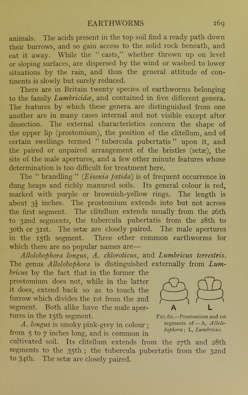 animals. The acids present in the top soil find a ready path down their burrows, and so gain access to the solid rock beneath, and eat it away. While the “ casts,” whether thrown up on level or sloping surfaces, are dispersed by the wind or washed to lower situations by the rain, and thus the general attitude of con- tinents is slowly but surely reduced. There are in Britain twenty species of earthworms belonging to the family LumbricidcB, and contained in five different genera. The features by which these genera are distinguished from one another are in many cases internal and not visible except after dissection. The external characteristics concern the shape of the upper lip (prostomium), the position of the clitellum, and of certain swellings termed “ tubercula pubertatis ” upon it, and the paired or unpaired arrangement of the bristles (setae), the site of the male apertures, and a few other minute features whose determination is too difficult for treatment here. The “ brandling ” (Eisenia fixtida) is of frequent occurrence in dung heaps and richly manured soils. Its general colour is red, marked with purple or brownish-yellow rings. The length is about 3^ inches. The prostomium extends into but not across the first segment. The clitellum extends usually from the 26th to 32nd segments, the tubercula pubertatis from the 28th to 30th or 31st. The setae are closely paired. The male apertures in the 15th segment. Three other common earthworms for which there are no popular names are— Allolobophora longus, A. chloroticus, and Lumbricus terrestris. The genus Allolobophora is distinguished externally from Lum- bricus by the fact that in the former the prostomium does not, while in the latter it does, extend back so as to touch the furrow which divides the 1st from the 2nd segment. Both alike have the male aper- tures in the 15th segment. A. longus is smoky pink-grey in colour ; from 5 to 7 inches long, and is common in cultivated soil. Its clitellum extends from the 27th and 28th segments to the 35th ; the tubercula pubertatis from the 32nd to 34th. The setae are closely paired. Fig. 62.—Prostomium and ist segments of—A, Allolo- bophora ; L, Lumbricus.