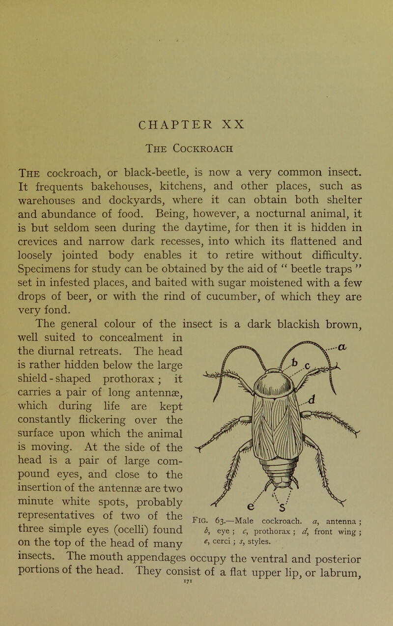 The Cockroach The cockroach, or black-beetle, is now a very common insect. It frequents bakehouses, kitchens, and other places, such as warehouses and dockyards, where it can obtain both shelter and abundance of food. Being, however, a nocturnal animal, it is but seldom seen during the daytime, for then it is hidden in crevices and narrow dark recesses, into which its flattened and loosely jointed body enables it to retire without difficulty. Specimens for study can be obtained by the aid of “ beetle traps ” set in infested places, and baited with sugar moistened with a few drops of beer, or with the rind of cucumber, of which they are very fond. The general colour of the insect is a dark blackish brown, well suited to concealment in the diurnal retreats. The head is rather hidden below the large shield - shaped prothorax ; it carries a pair of long antennae, which during life are kept constantly flickering over the surface upon which the animal is moving. At the side of the head is a pair of large com- pound eyes, and close to the insertion of the antennae are two minute white spots, probably representatives of two of the three simple eyes (ocelli) found on the top of the head of many insects. The mouth appendages occupy the ventral and posterior portions of the head. They consist of a flat upper lip, or labrum, Fig. e s 63.—Male cockroach, a, antenna ; b, eye; c, prothorax; d, front wing; e, cerci ; s, styles.