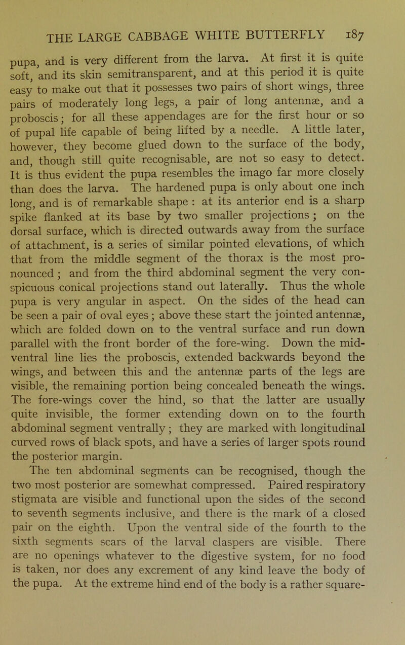 pupa, and is very different from the larva. At first it is quite soft, and its skin semitransparent, and at this period it is quite easy to make out that it possesses two pairs of short wings, three pairs of moderately long legs, a pair of long antennse, and a proboscis; for all these appendages are for the first hour or so of pupal life capable of being lifted by a needle. A little later, however, they become glued down to the surface of the body, and, though still quite recognisable, are not so easy to detect. It is thus evident the pupa resembles the imago far more closely than does the larva. The hardened pupa is only about one inch long, and is of remarkable shape : at its anterior end is a sharp spike flanked at its base by two smaller projections ; on the dorsal surface, which is directed outwards away from the surface of attachment, is a series of similar pointed elevations, of which that from the middle segment of the thorax is the most pro- nounced ; and from the third abdominal segment the very con- spicuous conical projections stand out laterally. Thus the whole pupa is very angular in aspect. On the sides of the head can be seen a pair of oval eyes; above these start the jointed antennse, which are folded down on to the ventral surface and run down parallel with the front border of the fore-wing. Down the mid- ventral line lies the proboscis, extended backwards beyond the wings, and between this and the antennse parts of the legs are visible, the remaining portion being concealed beneath the wings. The fore-wings cover the hind, so that the latter are usually quite invisible, the former extending down on to the fourth abdominal segment ventrally; they are marked with longitudinal curved rows of black spots, and have a series of larger spots round the posterior margin. The ten abdominal segments can be recognised, though the two most posterior are somewhat compressed. Paired respiratory stigmata are visible and functional upon the sides of the second to seventh segments inclusive, and there is the mark of a closed pair on the eighth. Upon the ventral side of the fourth to the sixth segments scars of the larval claspers are visible. There are no openings whatever to the digestive system, for no food is taken, nor does any excrement of any kind leave the body of the pupa. At the extreme hind end of the body is a rather square-