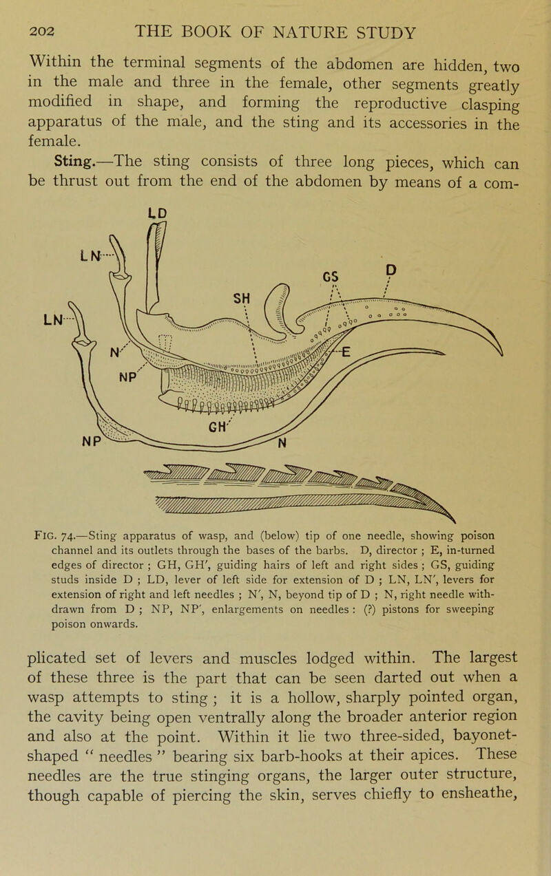 Within the terminal segments of the abdomen are hidden, two in the male and three in the female, other segments greatly modified in shape, and forming the reproductive clasping apparatus of the male, and the sting and its accessories in the female. Sting.—The sting consists of three long pieces, which can be thrust out from the end of the abdomen by means of a com- UD Fig. 74.—Sting apparatus of wasp, and (below) tip of one needle, showing poison channel and its outlets through the bases of the barbs. D, director ; E, in-turned edges of director ; GH, GH', guiding hairs of left and right sides ; GS, guiding studs inside D ; LD, lever of left side for extension of D ; LN, LN', levers for extension of right and left needles ; N', N, beyond tip of D ; N, right needle with- drawn from D ; NP, NP', enlargements on needles : (?) pistons for sweeping poison onwards. plicated set of levers and muscles lodged within. The largest of these three is the part that can be seen darted out when a wasp attempts to sting ; it is a hollow, sharply pointed organ, the cavity being open ventrally along the broader anterior region and also at the point. Within it lie two three-sided, bayonet- shaped “ needles ” bearing six barb-hooks at their apices. These needles are the true stinging organs, the larger outer structure, though capable of piercing the skin, serves chiefly to ensheathe.