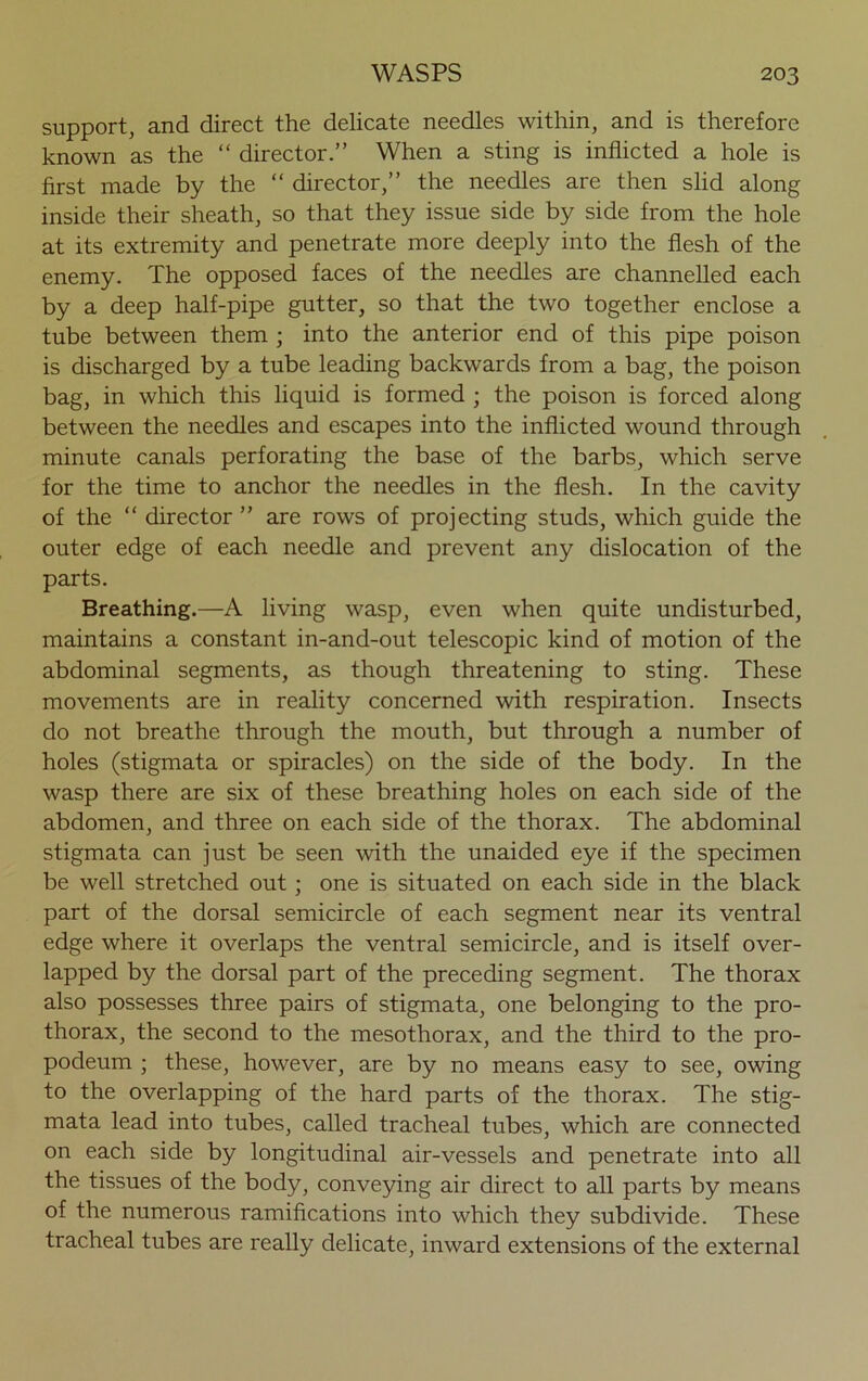 support, and direct the delicate needles within, and is therefore known as the “ director.” When a sting is inflicted a hole is first made by the “ director,” the needles are then slid along inside their sheath, so that they issue side by side from the hole at its extremity and penetrate more deeply into the flesh of the enemy. The opposed faces of the needles are channelled each by a deep half-pipe gutter, so that the two together enclose a tube between them ; into the anterior end of this pipe poison is discharged by a tube leading backwards from a bag, the poison bag, in which this liquid is formed ; the poison is forced along between the needles and escapes into the inflicted wound through minute canals perforating the base of the barbs, which serve for the time to anchor the needles in the flesh. In the cavity of the “ director ” are rows of projecting studs, which guide the outer edge of each needle and prevent any dislocation of the parts. Breathing.—A living wasp, even when quite undisturbed, maintains a constant in-and-out telescopic kind of motion of the abdominal segments, as though threatening to sting. These movements are in reality concerned with respiration. Insects do not breathe through the mouth, but through a number of holes (stigmata or spiracles) on the side of the body. In the wasp there are six of these breathing holes on each side of the abdomen, and three on each side of the thorax. The abdominal stigmata can just be seen with the unaided eye if the specimen be well stretched out; one is situated on each side in the black part of the dorsal semicircle of each segment near its ventral edge where it overlaps the ventral semicircle, and is itself over- lapped by the dorsal part of the preceding segment. The thorax also possesses three pairs of stigmata, one belonging to the pro- thorax, the second to the mesothorax, and the third to the pro- podeum ; these, however, are by no means easy to see, owing to the overlapping of the hard parts of the thorax. The stig- mata lead into tubes, called tracheal tubes, which are connected on each side by longitudinal air-vessels and penetrate into all the tissues of the body, conveying air direct to all parts by means of the numerous ramifications into which they subdivide. These tracheal tubes are really delicate, inward extensions of the external