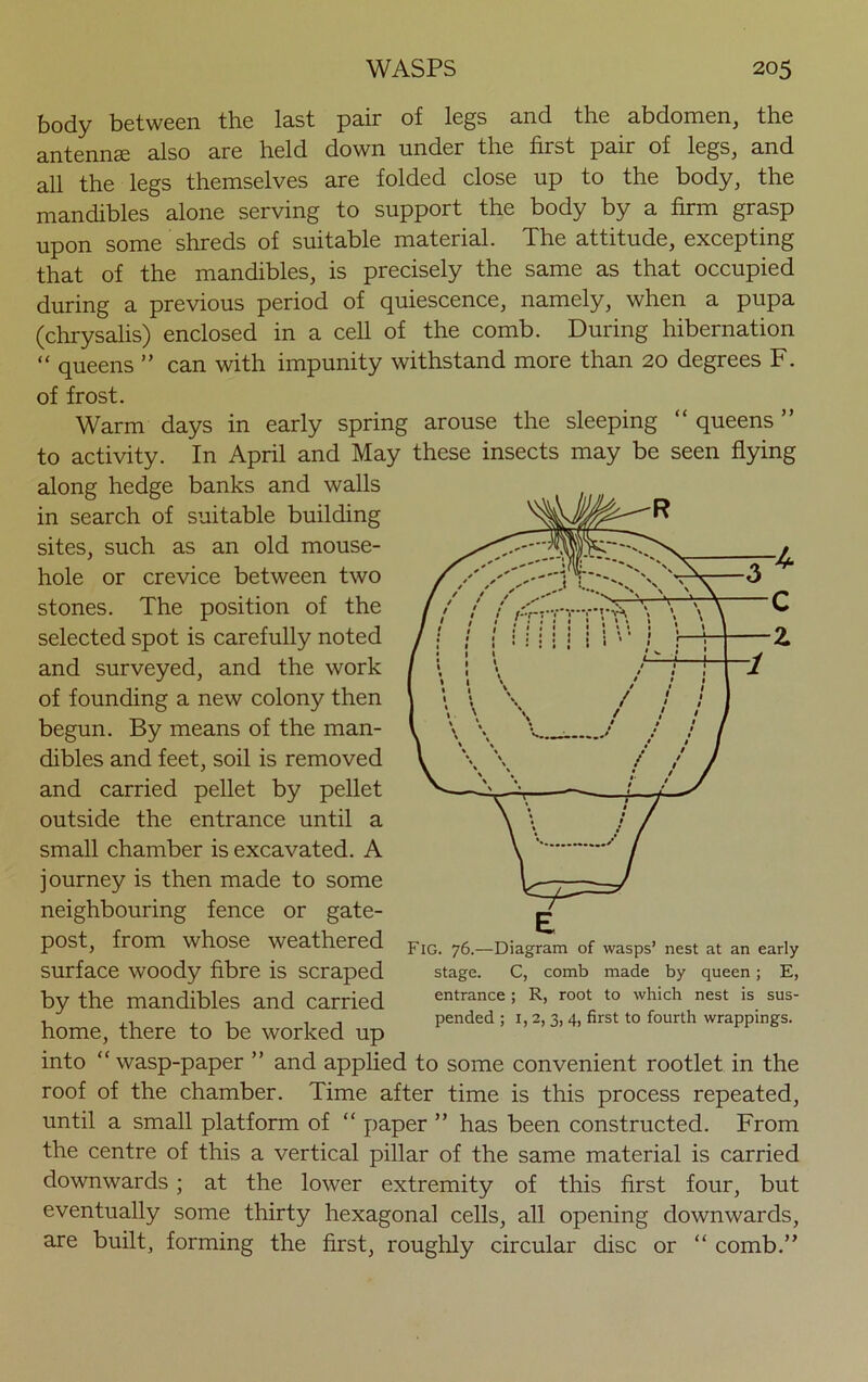 body between the last pair of legs and the abdomen, the antennas also are held down under the first pair of legs, and all the legs themselves are folded close up to the body, the mandibles alone serving to support the body by a firm grasp upon some shreds of suitable material. The attitude, excepting that of the mandibles, is precisely the same as that occupied during a previous period of quiescence, namely, when a pupa (chrysalis) enclosed in a cell of the comb. During hibernation “ queens ” can with impunity withstand more than 20 degrees F. of frost. Warm days in early spring arouse the sleeping “ queens ” to activity. In April and May these insects may be seen flying along hedge banks and walls in search of suitable building sites, such as an old mouse- hole or crevice between two stones. The position of the selected spot is carefully noted and surveyed, and the work of founding a new colony then begun. By means of the man- dibles and feet, soil is removed and carried pellet by pellet outside the entrance until a small chamber is excavated. A journey is then made to some neighbouring fence or gate- post, from whose weathered surface woody fibre is scraped by the mandibles and carried home, there to be worked up into “wasp-paper ” and applied to some convenient rootlet in the roof of the chamber. Time after time is this process repeated, until a small platform of “ paper ” has been constructed. From the centre of this a vertical pillar of the same material is carried downwards; at the lower extremity of this first four, but eventually some thirty hexagonal cells, all opening downwards, are built, forming the first, roughly circular disc or “ comb.” Fig. 76.—Diagram of wasps’ nest at an early stage. C, comb made by queen; E, entrance; R, root to which nest is sus- pended ; 1,2,3,4, first to fourth wrappings.