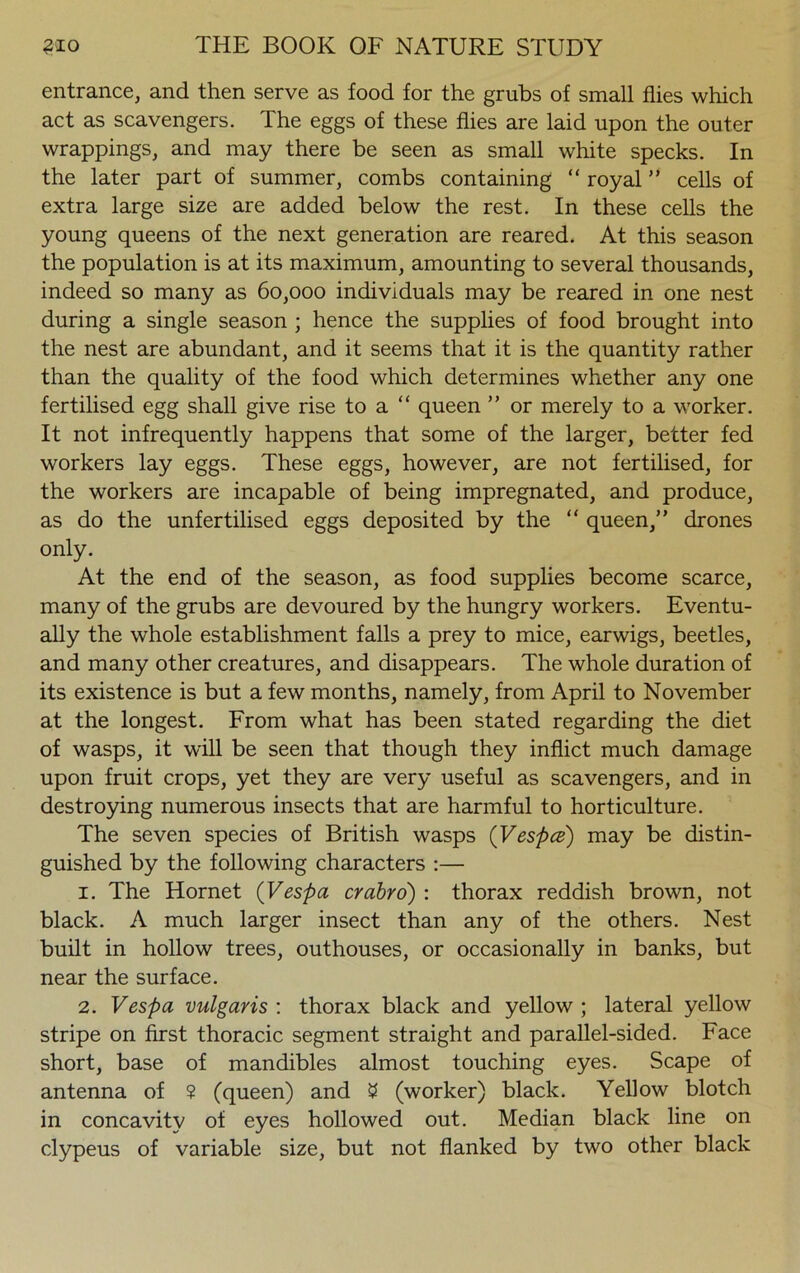 entrance, and then serve as food for the grubs of small flies which act as scavengers. The eggs of these flies are laid upon the outer wrappings, and may there be seen as small white specks. In the later part of summer, combs containing “ royal ” cells of extra large size are added below the rest. In these cells the young queens of the next generation are reared. At this season the population is at its maximum, amounting to several thousands, indeed so many as 60,000 individuals may be reared in one nest during a single season ; hence the supplies of food brought into the nest are abundant, and it seems that it is the quantity rather than the quality of the food which determines whether any one fertilised egg shall give rise to a “ queen ” or merely to a worker. It not infrequently happens that some of the larger, better fed workers lay eggs. These eggs, however, are not fertilised, for the workers are incapable of being impregnated, and produce, as do the unfertilised eggs deposited by the “ queen,” drones only. At the end of the season, as food supplies become scarce, many of the grubs are devoured by the hungry workers. Eventu- ally the whole establishment falls a prey to mice, earwigs, beetles, and many other creatures, and disappears. The whole duration of its existence is but a few months, namely, from April to November at the longest. From what has been stated regarding the diet of wasps, it will be seen that though they inflict much damage upon fruit crops, yet they are very useful as scavengers, and in destroying numerous insects that are harmful to horticulture. The seven species of British wasps (Vespa) may be distin- guished by the following characters :— 1. The Hornet (Vespa crabro) : thorax reddish brown, not black. A much larger insect than any of the others. Nest built in hollow trees, outhouses, or occasionally in banks, but near the surface. 2. Vespa vulgaris : thorax black and yellow ; lateral yellow stripe on first thoracic segment straight and parallel-sided. Face short, base of mandibles almost touching eyes. Scape of antenna of ? (queen) and $ (worker) black. Yellow blotch in concavity of eyes hollowed out. Median black line on clypeus of variable size, but not flanked by two other black