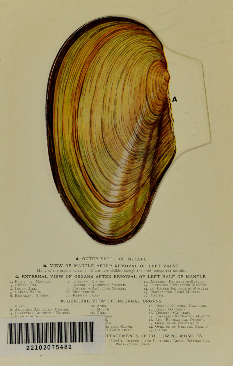 A. OUTER SHELL OF MUSSEL B. VIEW OF MANTLE AFTER REMOVAL OF LEFT VALVE Many of the organs named in C are here visible through the semi-transparent mantle. C. EXTERNAL VIEW OF ORGANS AFTER REMOVAL Foot. 2. Mantle. 7. Inhalant Siimion. 3. Outer Gill. 4. Inner Gill. 5. Labial Palps. 6. Exhalant Siphon. 8. Anterior Auductor Muscle. 9. Posterior Adductor Muscle. to. Pericardium. jt. Keber's Organ. OF LEFT HALF OF MANTLE 12. .Anterior Rktractor Muscle. 13. Posterior Retractor Muscle. 14. 14. Lesser Retractor Muscles. 15. Protractor Pedis Muscle. 16. Mouth. D. GENERAL VIEW OF INTERNAL ORGANS 1. Foot. 2. Anterior Adductor Muscle. 3. Posterior Adductor Muscle. A. Pl.'.RICAn.niIxa4 10. Anus. It. Mouth. 12. Gills. “ |ACH. LE. HNiTAL Gland. E Commissure. 18. Cerebro-Pleural Ganglion. 19. J^EDAL Ganglion. 20. Visceral Ganglion. 21. Posterior Retractor Muscle. 22. Reno-Pericardial Opening. 23. Opening of Nephridium. 24. Opening of Genital Gland. 25. Siphon. 22102075482 TTACHMENTS OF FOLLOWING MUSCLES 6 and 7. .-Vnterior and Posterior Lesser Retractors. 8. Protractor Pedis.