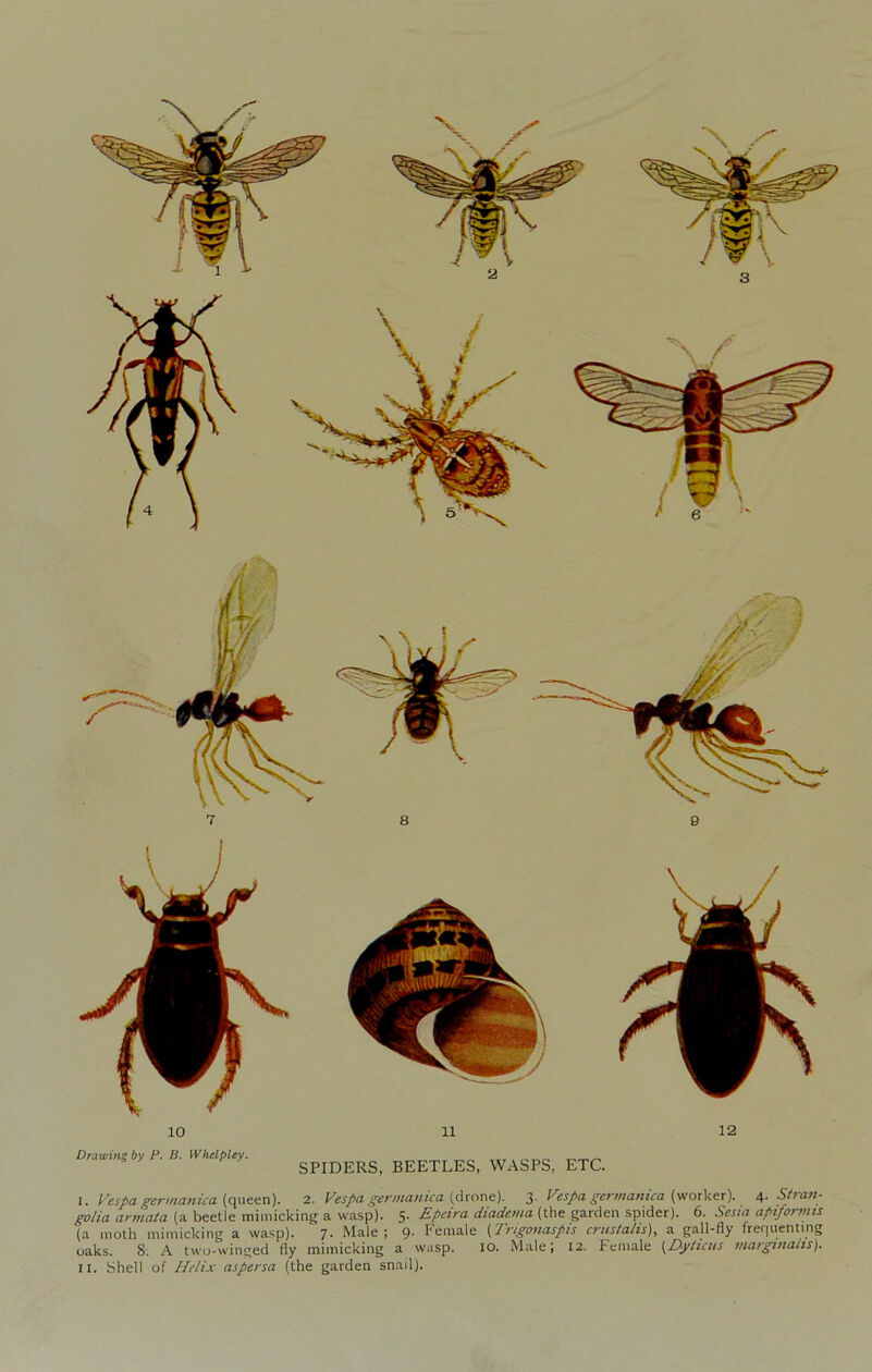 Drawing by P. B. Whelpley. SPIDERS, BEETLES, WASPS, ETC. I. yespa germanica (queen). 2. Vespa germauica (dione). 3. Vespa germanica (worker). ^.Strati- golia armata (a beetle mimicking a wasp). 5. Epeira diadema (the garden spider). 6. Sesia apiformts (a moth mimicking a wasp). 7. Male; 9. Female (Trigonaspis crusialis), a gall-fly frequenting oaks. 8. A two-winged fly mimicking a wasp. lO. Male; 12. Female (Dyticus margtnalts). II. Shell of Helix aspersa (the garden snail).