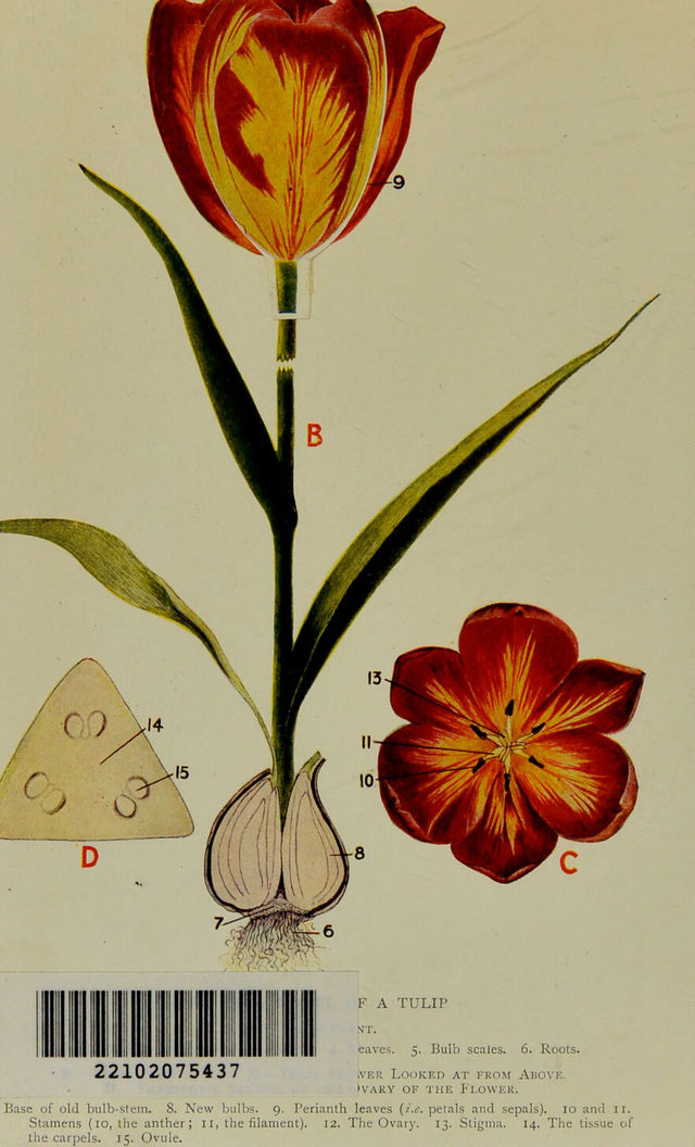 digitised image 2