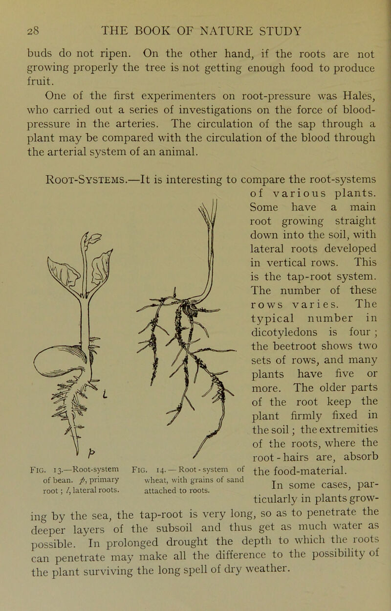 buds do not ripen. On the other hand, if the roots are not growing properly the tree is not getting enough food to produce fruit. One of the first experimenters on root-pressure was Hales, who carried out a series of investigations on the force of blood- pressure in the arteries. The circulation of the sap through a plant may be compared with the circulation of the blood through the arterial system of an animal. Root-Systems.—It is interesting to compare the root-systems of various plants. Some have a main root growing straight down into the soil, with lateral roots developed in vertical rows. This is the tap-root system. The number of these rows varies. The typical number in dicotyledons is four ; the beetroot shows two sets of rows, and many plants have five or more. The older parts of the root keep the plant firmly fixed in the soil; the extremities of the roots, where the root - hairs are, absorb the food-material. In some cases, par- ticularly in plants grow- ing by the sea, the tap-root is very long, so as to penetrate the deeper layers of the subsoil and thus get as much \\ atoi as possible. In prolonged drought the depth to which the roots can penetrate may make all the difference to the possibility of the plant surviving the long spell of dry weather. Fig. 13.—Root-system of bean. primary root; /, lateral roots. Fig. 14. — Root-system of wheat, with grains of sand attached to roots.