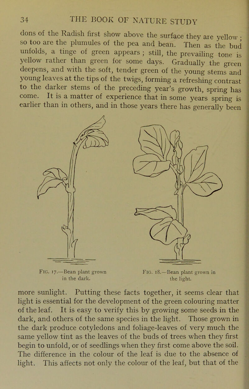 dons of the Radish first show above the surface they are yellow • so too are the plumules of the pea and bean. Then as the bud unfolds, a tinge of green appears ; still, the prevailing tone is yellow rather than green for some days. Gradually the green deepens, and with the soft, tender green of the young stems and young leaves at the tips of the twigs, forming a refreshing contrast to the darker stems of the preceding year’s growth, spring has come. It is a matter of experience that in some years spring is eailier than in others, and in those years there has generally been more sunlight. Putting these facts together, it seems clear that light is essential for the development of the green colouring matter of the leaf. It is easy to verify this by growing some seeds in the dark, and others of the same species in the light. Those grown in the dark produce cotyledons and foliage-leaves of very much the same yellow tint as the leaves of the buds of trees when they first begin to unfold, or of seedlings when they first come above the soil. The difference in the colour of the leaf is due to the absence of light. This affects not only the colour of the leaf, but that of the Fig. i 7.—Bean plant grown in the dark. Fig. 18.—Bean plant grown in the light.