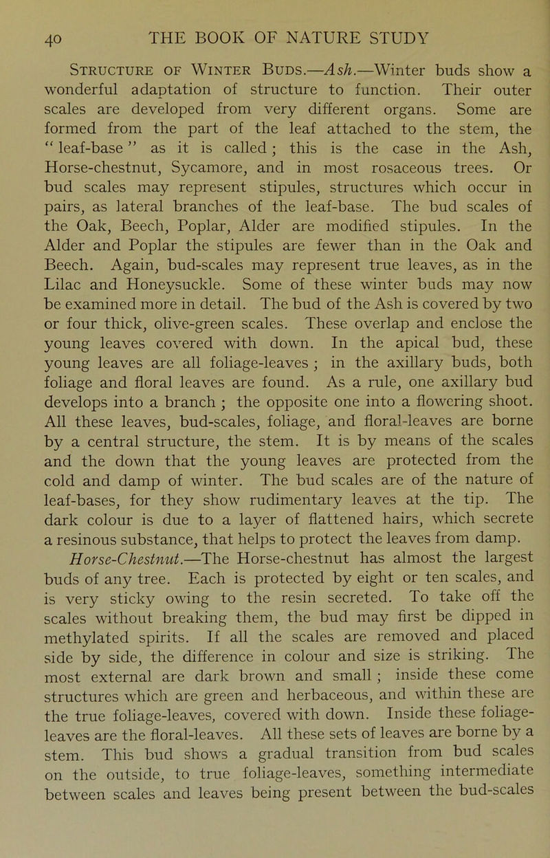 Structure of Winter Buds.—Ash.—Winter buds show a wonderful adaptation of structure to function. Their outer scales are developed from very different organs. Some are formed from the part of the leaf attached to the stem, the “ leaf-base ” as it is called; this is the case in the Ash, Horse-chestnut, Sycamore, and in most rosaceous trees. Or bud scales may represent stipules, structures which occur in pairs, as lateral branches of the leaf-base. The bud scales of the Oak, Beech, Poplar, Alder are modified stipules. In the Alder and Poplar the stipules are fewer than in the Oak and Beech. Again, bud-scales may represent true leaves, as in the Lilac and Honeysuckle. Some of these winter buds may now be examined more in detail. The bud of the Ash is covered by two or four thick, olive-green scales. These overlap and enclose the young leaves covered with down. In the apical bud, these young leaves are all foliage-leaves ; in the axillary buds, both foliage and floral leaves are found. As a rule, one axillary bud develops into a branch ; the opposite one into a flowering shoot. All these leaves, bud-scales, foliage, and floral-leaves are borne by a central structure, the stem. It is by means of the scales and the down that the young leaves are protected from the cold and damp of winter. The bud scales are of the nature of leaf-bases, for they show rudimentary leaves at the tip. The dark colour is due to a layer of flattened hairs, which secrete a resinous substance, that helps to protect the leaves from damp. Horse-Chestnut.—The Horse-chestnut has almost the largest buds of any tree. Each is protected by eight or ten scales, and is very sticky owing to the resin secreted. To take off the scales without breaking them, the bud may first be dipped in methylated spirits. If all the scales are removed and placed side by side, the difference in colour and size is striking. The most external are dark brown and small ; inside these come structures which are green and herbaceous, and within these are the true foliage-leaves, covered with down. Inside these foliage- leaves are the floral-leaves. All these sets of leaves are borne by a stem. This bud shows a gradual transition from bud scales on the outside, to true foliage-leaves, something intermediate between scales and leaves being present between the bud-scales