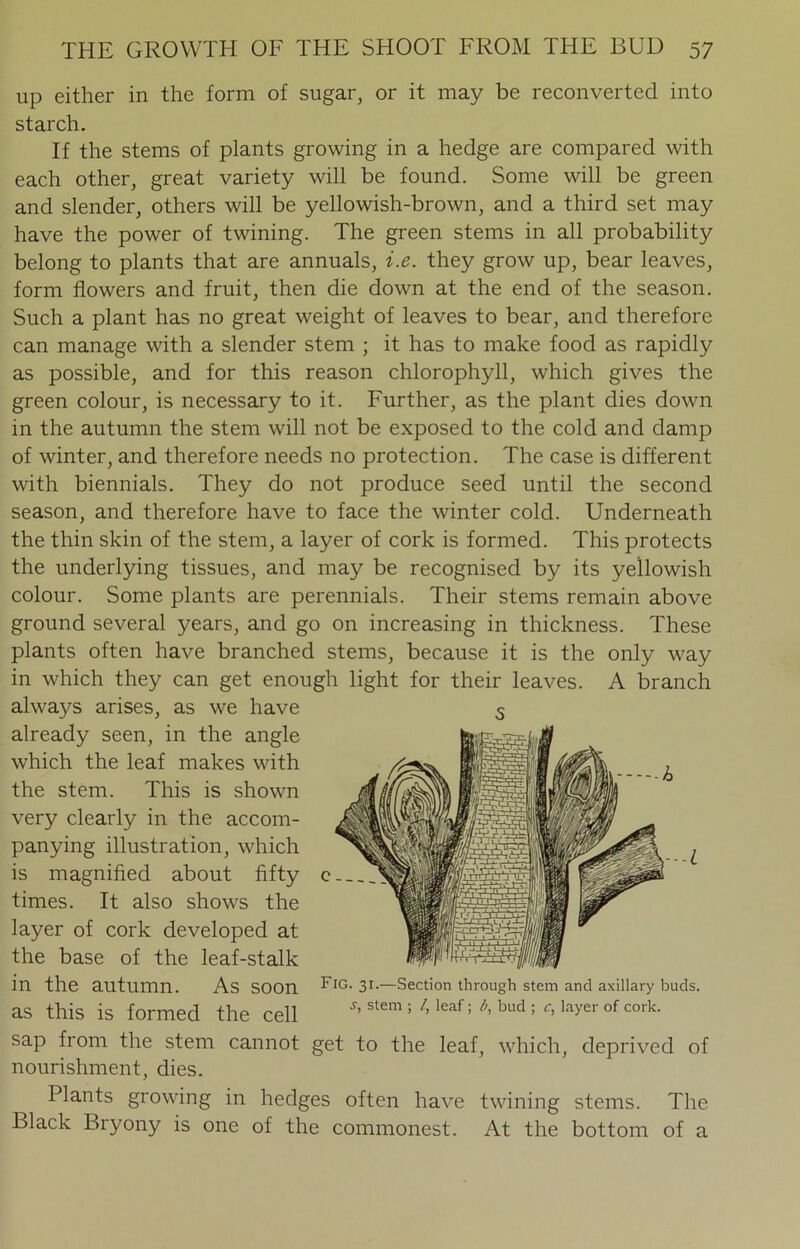 up either in the form of sugar, or it may be reconverted into starch. If the stems of plants growing in a hedge are compared with each other, great variety will be found. Some will be green and slender, others will be yellowish-brown, and a third set may have the power of twining. The green stems in all probability belong to plants that are annuals, i.e. they grow up, bear leaves, form flowers and fruit, then die down at the end of the season. Such a plant has no great weight of leaves to bear, and therefore can manage with a slender stem ; it has to make food as rapidly as possible, and for this reason chlorophyll, which gives the green colour, is necessary to it. Further, as the plant dies down in the autumn the stem will not be exposed to the cold and damp of winter, and therefore needs no protection. The case is different with biennials. They do not produce seed until the second season, and therefore have to face the winter cold. Underneath the thin skin of the stem, a layer of cork is formed. This protects the underlying tissues, and may be recognised by its yellowish colour. Some plants are perennials. Their stems remain above ground several years, and go on increasing in thickness. These plants often have branched stems, because it is the only way in which they can get enough light for their leaves. A branch always arises, as we have already seen, in the angle which the leaf makes with the stem. This is shown very clearly in the accom- panying illustration, which is magnified about fifty times. It also shows the layer of cork developed at the base of the leaf-stalk in the autumn. As soon as this is formed the cell -h Fig. 31.—Section through stem and axillary buds. s, stem ; /, leaf; b, bud ; c, layer of cork. sap from the stem cannot get to the leaf, which, deprived of nourishment, dies. Plants growing in hedges often have twining stems. The Black Bryony is one of the commonest. At the bottom of a