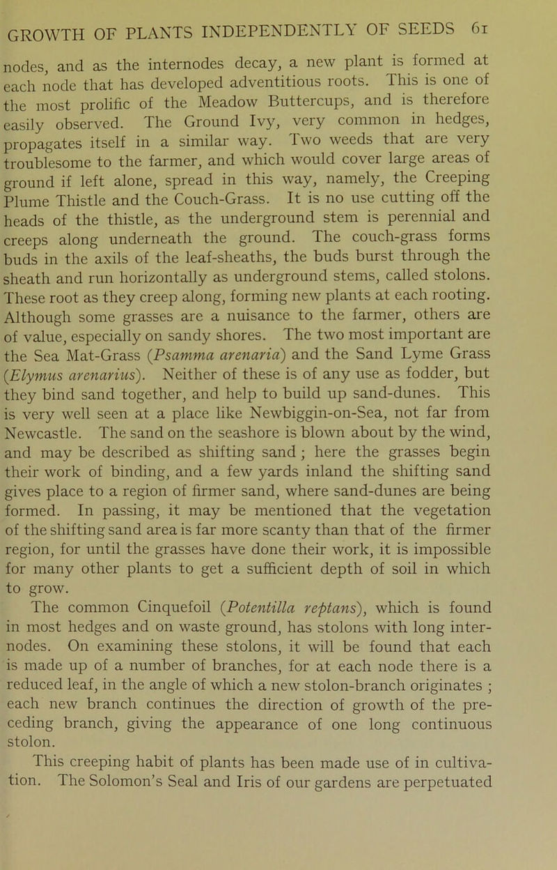 nodes, and as the internodes decay, a new plant is formed at each node that has developed adventitious roots. This is one of the most prolific of the Meadow Buttercups, and is theiefoie easily observed. The Ground Ivy, very common in hedges, propagates itself in a similar way. Two weeds that are very troublesome to the farmer, and which would cover large areas of ground if left alone, spread in this way, namely, the Creeping Plume Thistle and the Couch-Grass. It is no use cutting off the heads of the thistle, as the underground stem is perennial and creeps along underneath the ground. The couch-grass forms buds in the axils of the leaf-sheaths, the buds burst through the sheath and run horizontally as underground stems, called stolons. These root as they creep along, forming new plants at each rooting. Although some grasses are a nuisance to the farmer, others are of value, especially on sandy shores. The two most important are the Sea Mat-Grass (Psamma arenaria) and the Sand Lyme Grass (Elymus arenarius). Neither of these is of any use as fodder, but they bind sand together, and help to build up sand-dunes. This is very well seen at a place like Newbiggin-on-Sea, not far from Newcastle. The sand on the seashore is blown about by the wind, and may be described as shifting sand ; here the grasses begin their work of binding, and a few yards inland the shifting sand gives place to a region of firmer sand, where sand-dunes are being formed. In passing, it may be mentioned that the vegetation of the shifting sand area is far more scanty than that of the firmer region, for until the grasses have done their work, it is impossible for many other plants to get a sufficient depth of soil in which to grow. The common Cinquefoil (Potentilla reptans), which is found in most hedges and on waste ground, has stolons with long inter- nodes. On examining these stolons, it will be found that each is made up of a number of branches, for at each node there is a reduced leaf, in the angle of which a new stolon-branch originates ; each new branch continues the direction of growth of the pre- ceding branch, giving the appearance of one long continuous stolon. This creeping habit of plants has been made use of in cultiva- tion. The Solomon’s Seal and Iris of our gardens are perpetuated