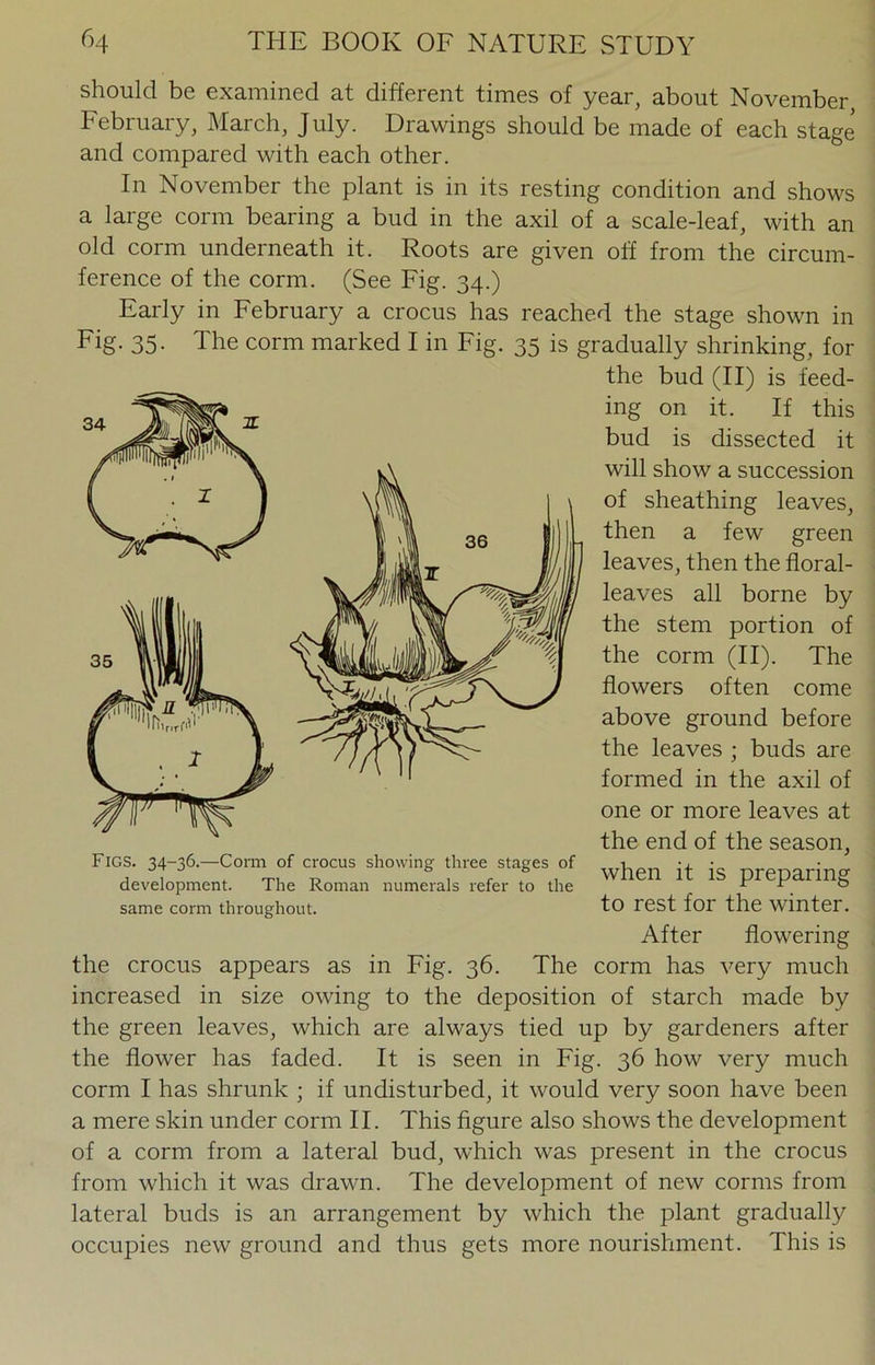 should be examined at different times of year, about November February, March, July. Drawings should be made of each stage and compared with each other. In November the plant is in its resting condition and shows a large conn bearing a bud in the axil of a scale-leaf, with an old corm underneath it. Roots are given off from the circum- ference of the corm. (See Fig. 34.) Early in February a crocus has reached the stage shown in Fig. 35. The corm marked I in Fig. 35 is gradually shrinking, for the bud (II) is feed- ing on it. If this bud is dissected it will show a succession of sheathing leaves, then a few green leaves, then the floral- leaves all borne by the stem portion of the corm (II). The flowers often come above ground before the leaves ; buds are formed in the axil of one or more leaves at the end of the season, when it is preparing to rest for the winter. After flowering the crocus appears as in Fig. 36. The corm has very much increased in size owing to the deposition of starch made by the green leaves, which are always tied up by gardeners after the flower has faded. It is seen in Fig. 36 how very much corm I has shrunk ; if undisturbed, it would very soon have been a mere skin under corm II. This figure also shows the development of a corm from a lateral bud, which was present in the crocus from which it was drawn. The development of new corms from lateral buds is an arrangement by which the plant gradually occupies new ground and thus gets more nourishment. This is Figs. 34-36.—Corm of crocus showing three stages of development. The Roman numerals refer to the same corm throughout.