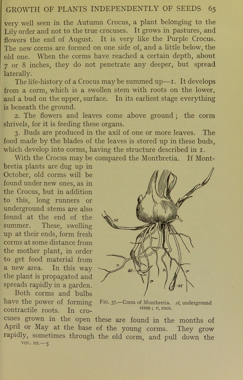 very well seen in the Autumn Crocus, a plant belonging to the Lily order and not to the true crocuses. It grows in pastures, and flowers the end of August. It is very like the Purple Crocus. The new corms are formed on one side of, and a little below, the old one. When the corms have reached a certain depth, about 7 or 8 inches, they do not penetrate any deeper, but spread laterally. The life-history of a Crocus may be summed up—1. It develops from a corm, which is a swollen stem with roots on the lower, and a bud on the upper, surface. In its earliest stage everything is beneath the ground. 2. The flowers and leaves come above ground ; the corm shrivels, for it is feeding these organs. 3. Buds are produced in the axil of one or more leaves. The food made by the blades of the leaves is stored up in these buds, which develop into corms, having the structure described in 1. With the Crocus may be compared the Montbretia. If Mont- bretia plants are dug up in October, old corms will be found under new ones, as in the Crocus, but in addition to this, long runners or underground stems are also found at the end of the summer. These, swelling up at their ends, form fresh corms at some distance from the mother plant, in order to get food material from a new area. In this way the plant is propagated and spreads rapidly in a garden. Both corms and bulbs have the power of forming contractile roots. In cro- cuses grown in the open these are found in the months of April or May at the base of the young corms. They grow rapidly, sometimes through the old corm, and pull down the VOt.. III.—5 Fig. 37.—Corm of Montbretia. st, underground stem ; r, root.